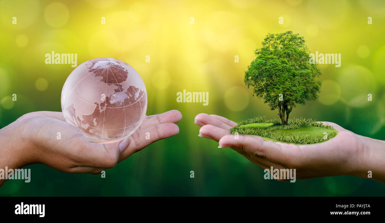 Concept Save the world save environment The world is in the hands of the green bokeh background In the hands of trees growing seedlings. Bokeh green B Stock Photo