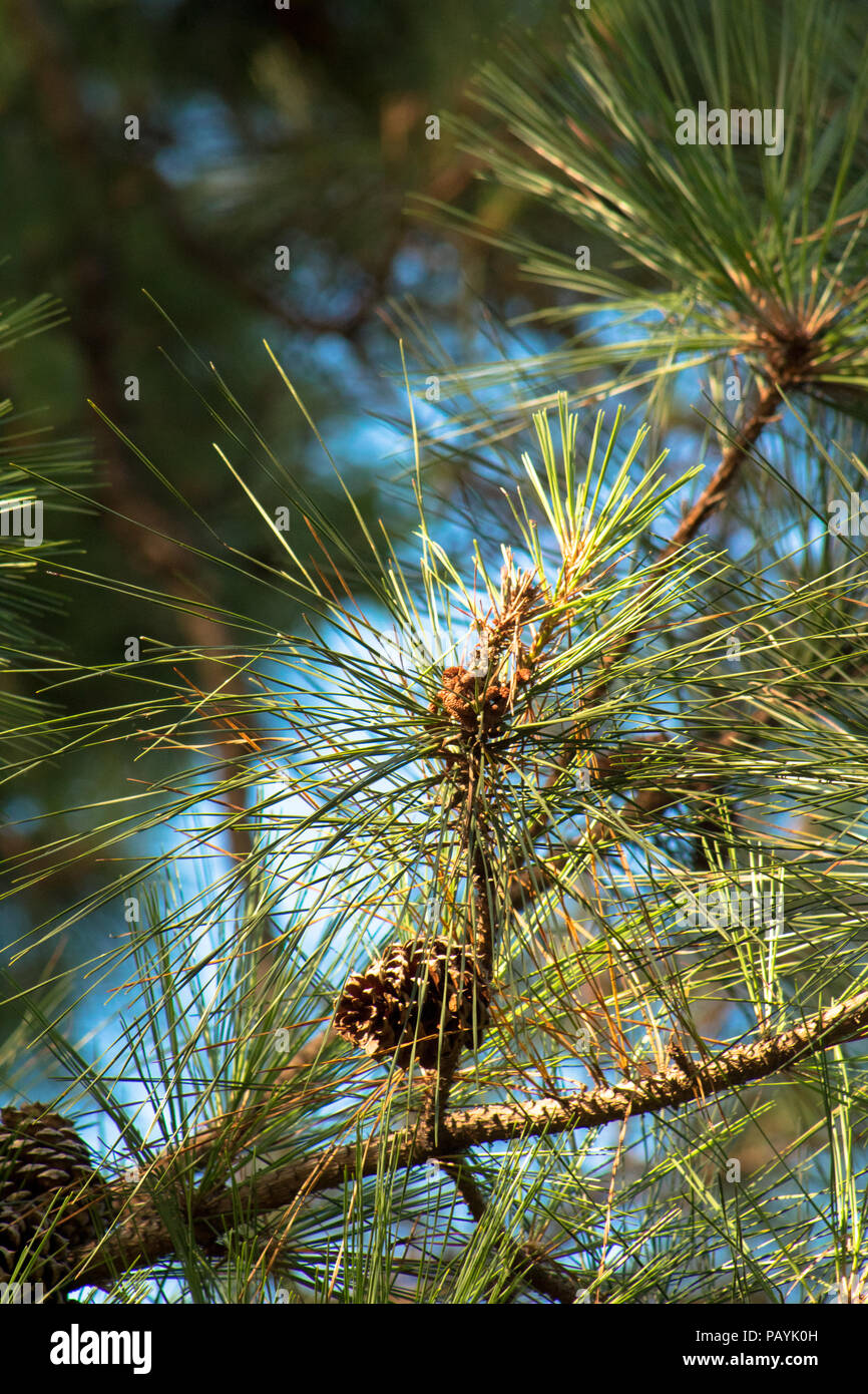 Ornamental fir trees hi-res stock photography and images - Alamy