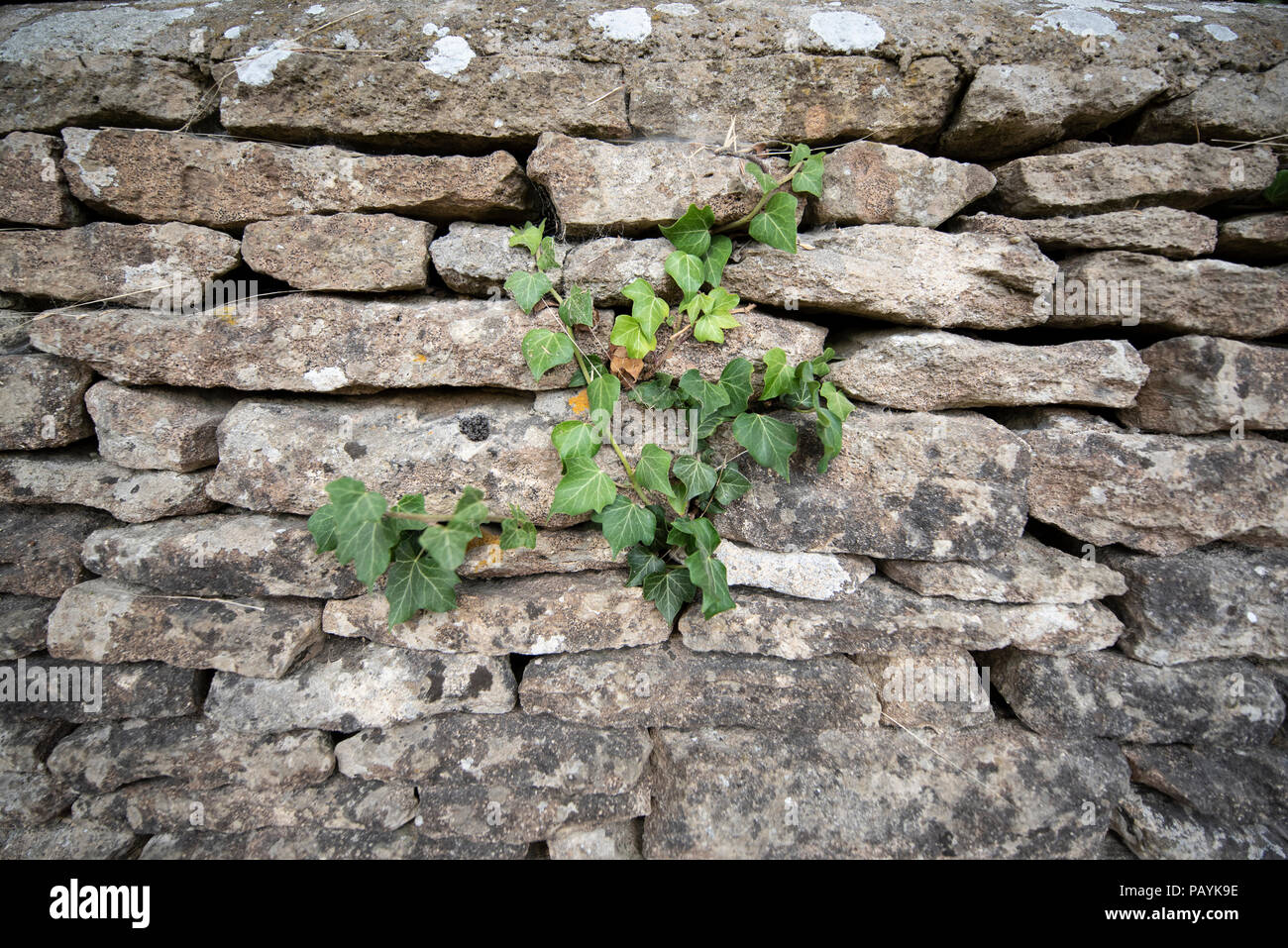 Cotswold stone wall Stock Photo Alamy