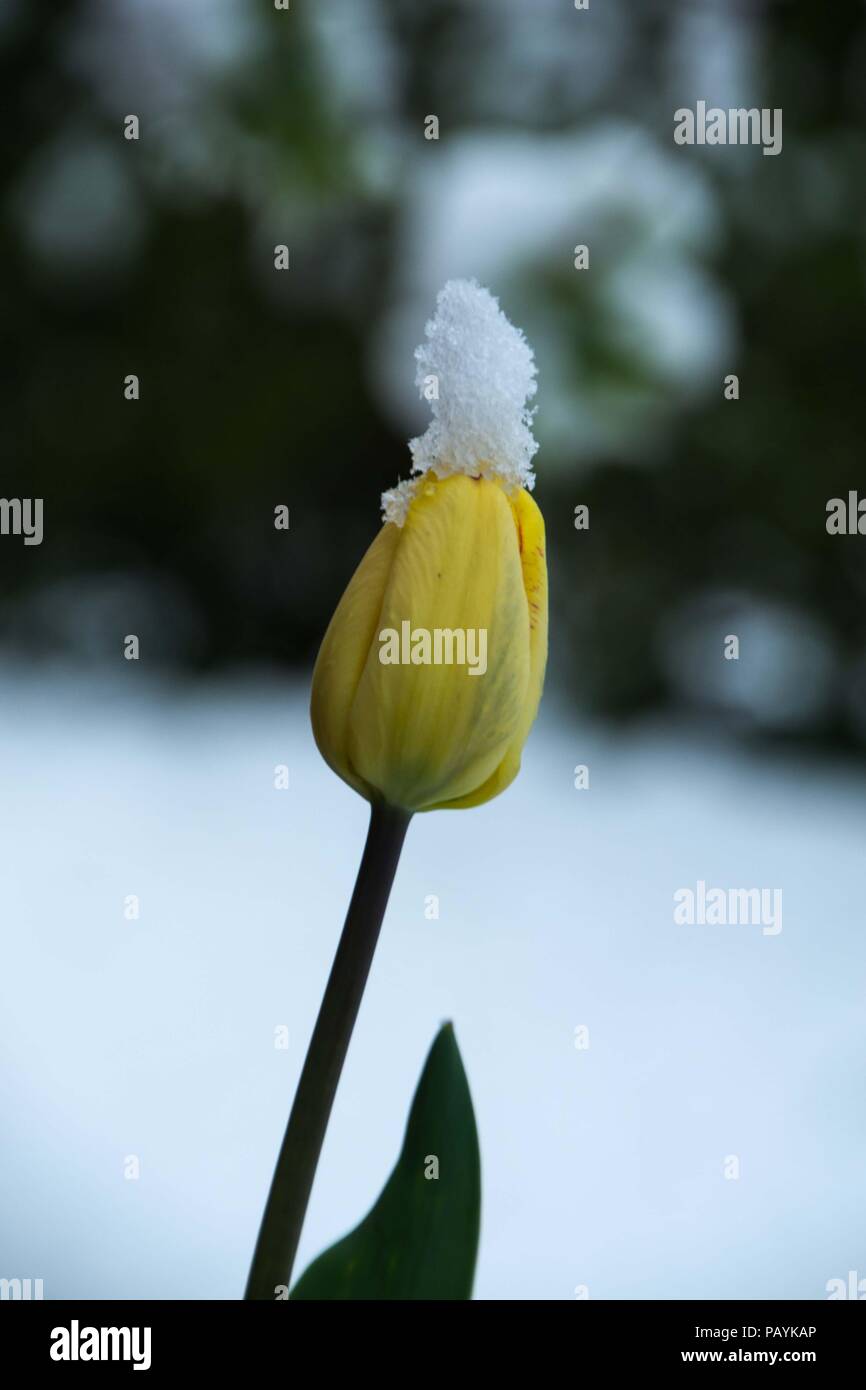 Tulpe mit Schneehaube Stock Photo