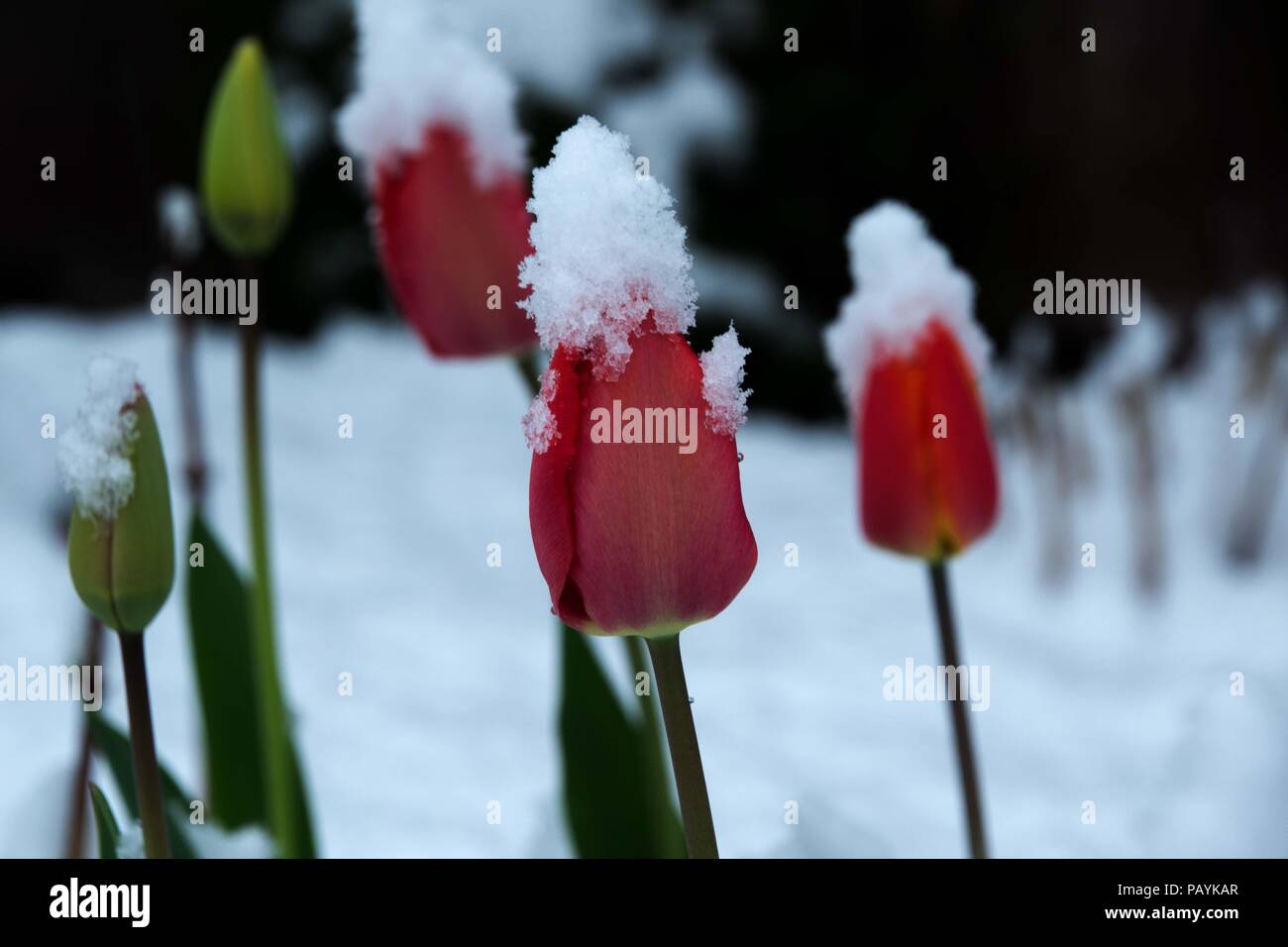 Rote Tulpen im Schnee Stock Photo