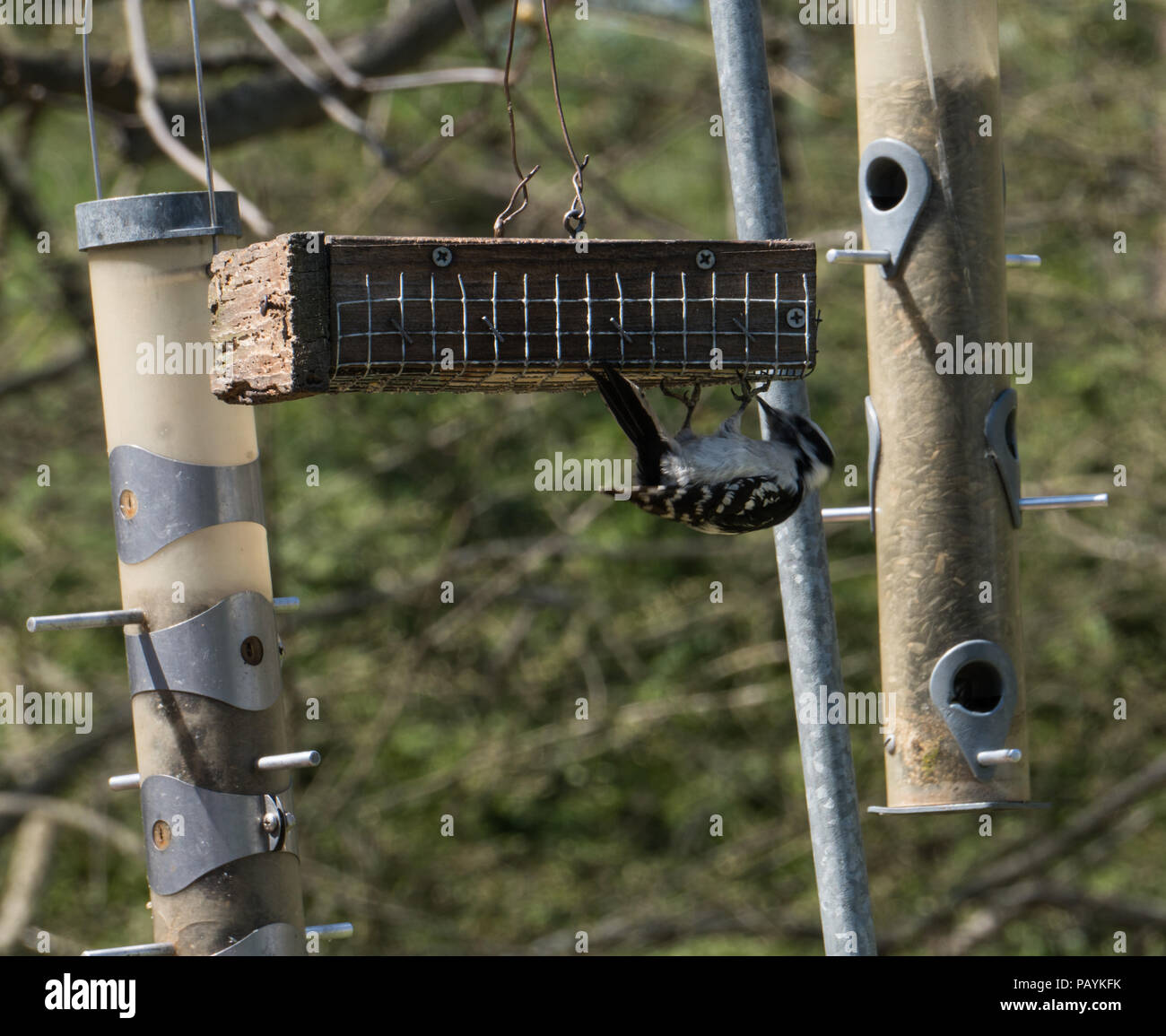 A Small Woodpecker Bird Eats Out Of A Homemade Bird Feeder In A