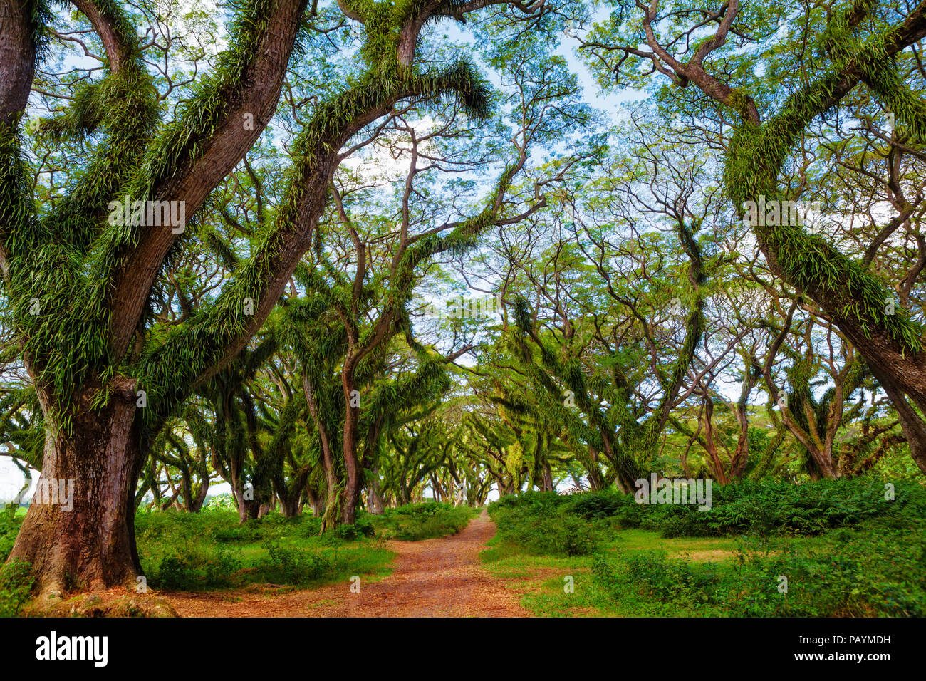 Sun shining through green canopy in ancient tropical forest. Woodland walk past giant trees with
