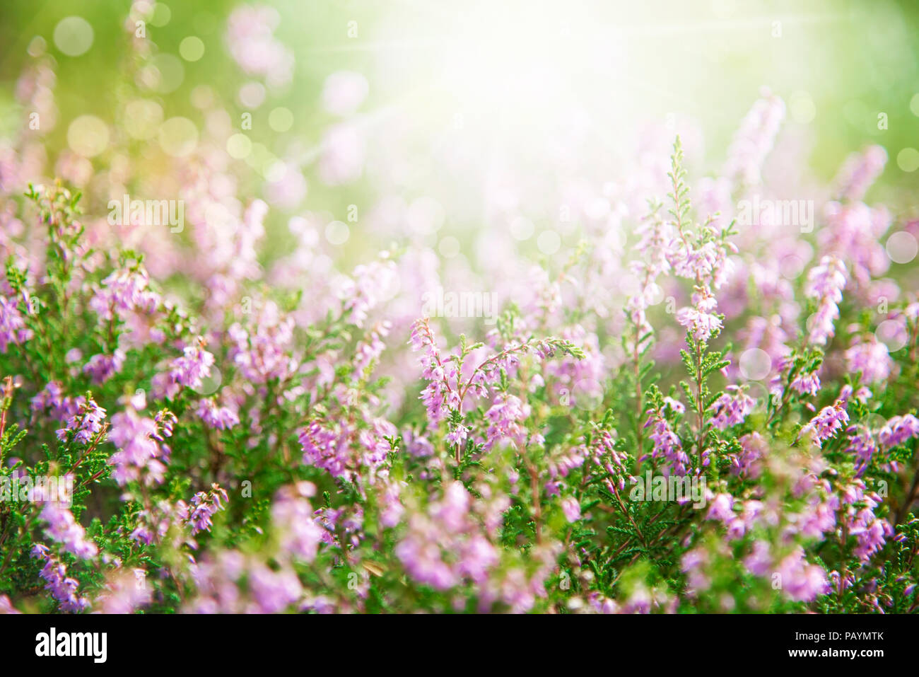 Sunny Erica Flower Field, Summer Season Stock Photo