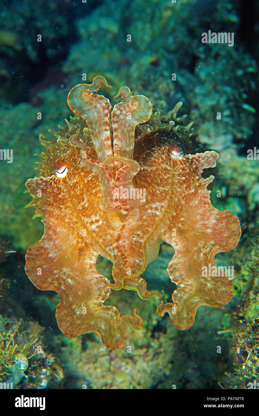 Broadclub cuttlefish (Sepia latimanus), portrait, Rabaul, Papua New Guinea Stock Photo