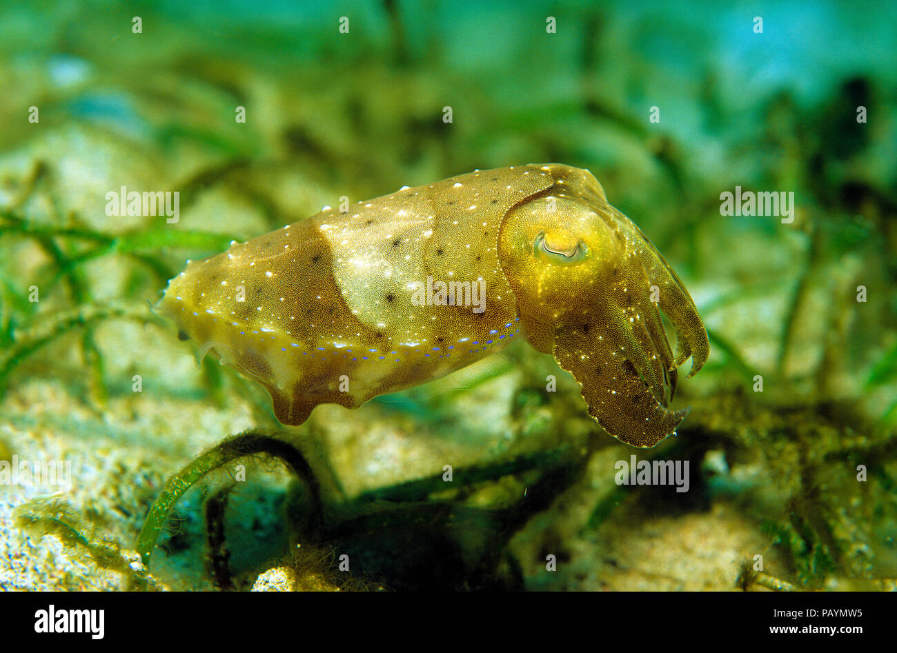 Broadclub cuttlefish (Sepia latimanus) at sea grass, Rabaul, Papua New Guinea Stock Photo