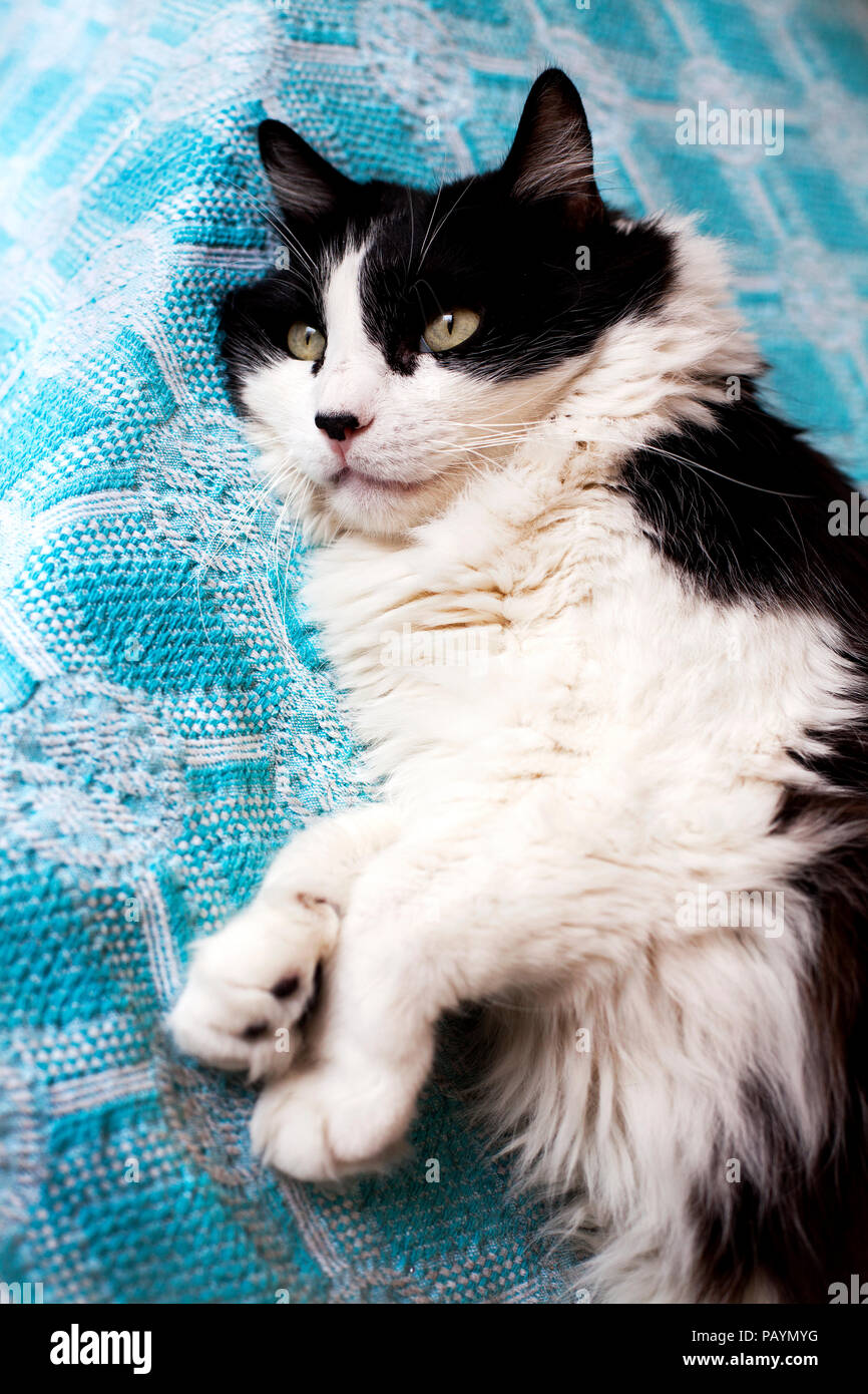 Male Rag doll cat lying on sofa. Stock Photo