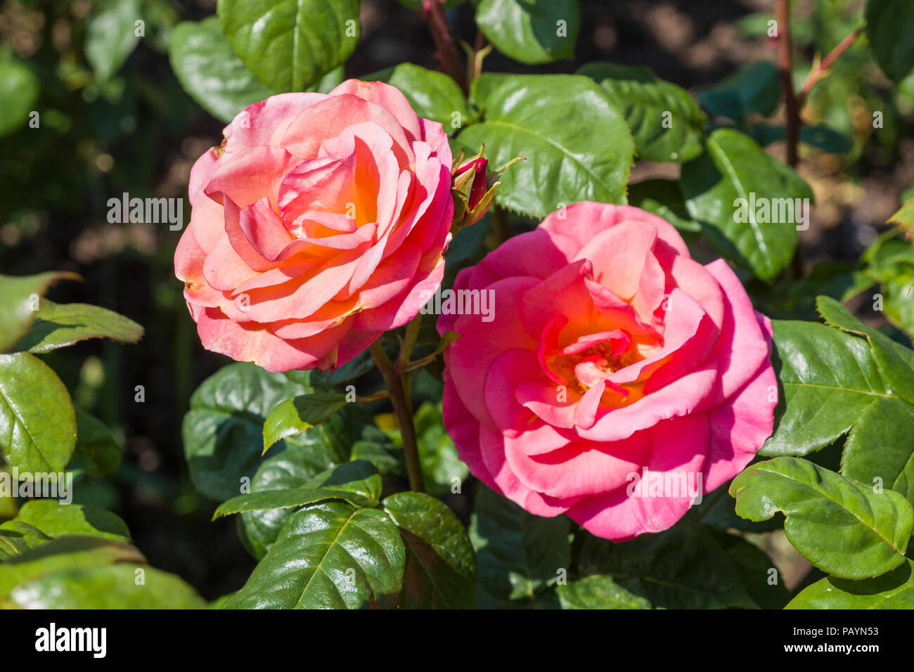 Rosa Evelyn May flowering in an English garden in June Stock Photo