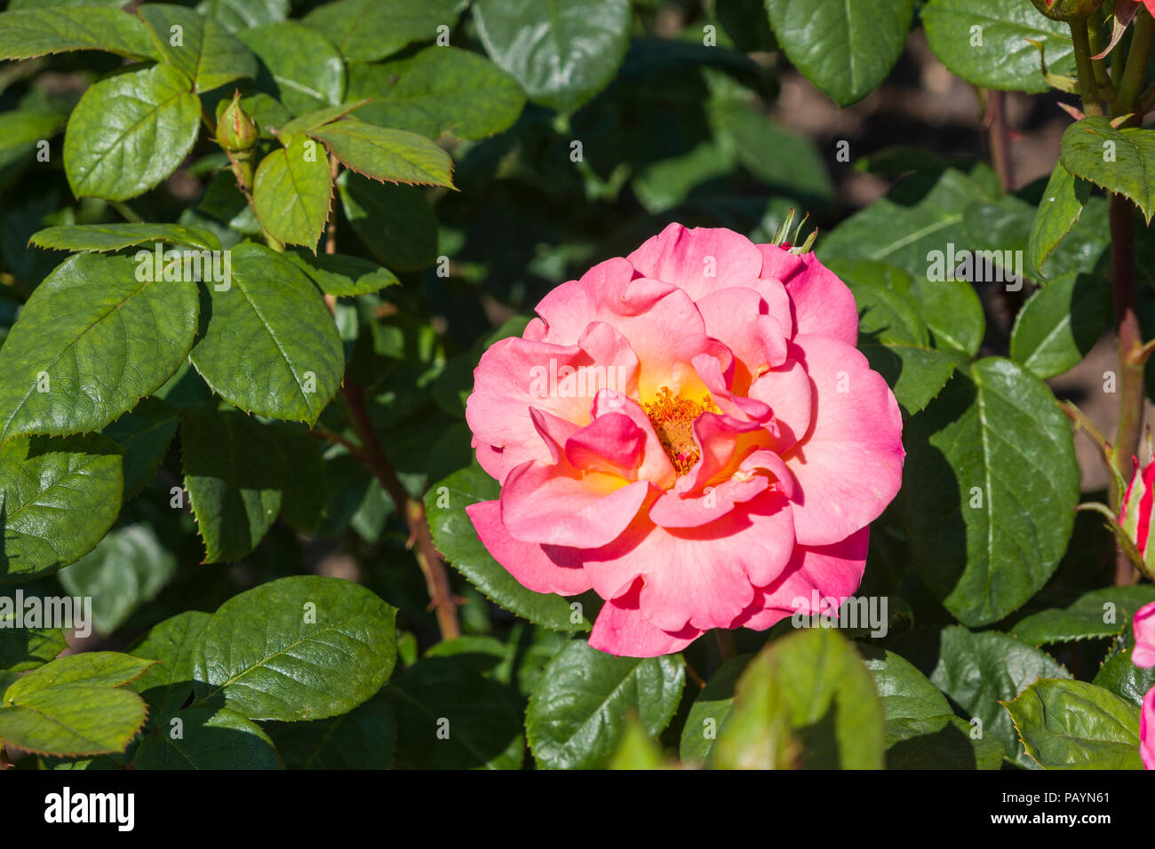 Rosa Evelyn May flowering in an English garden in June Stock Photo