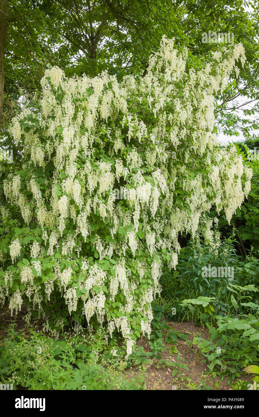 Holodiscus discolor showing creamy white flowers handing in panicles in an English garden in June Stock Photo