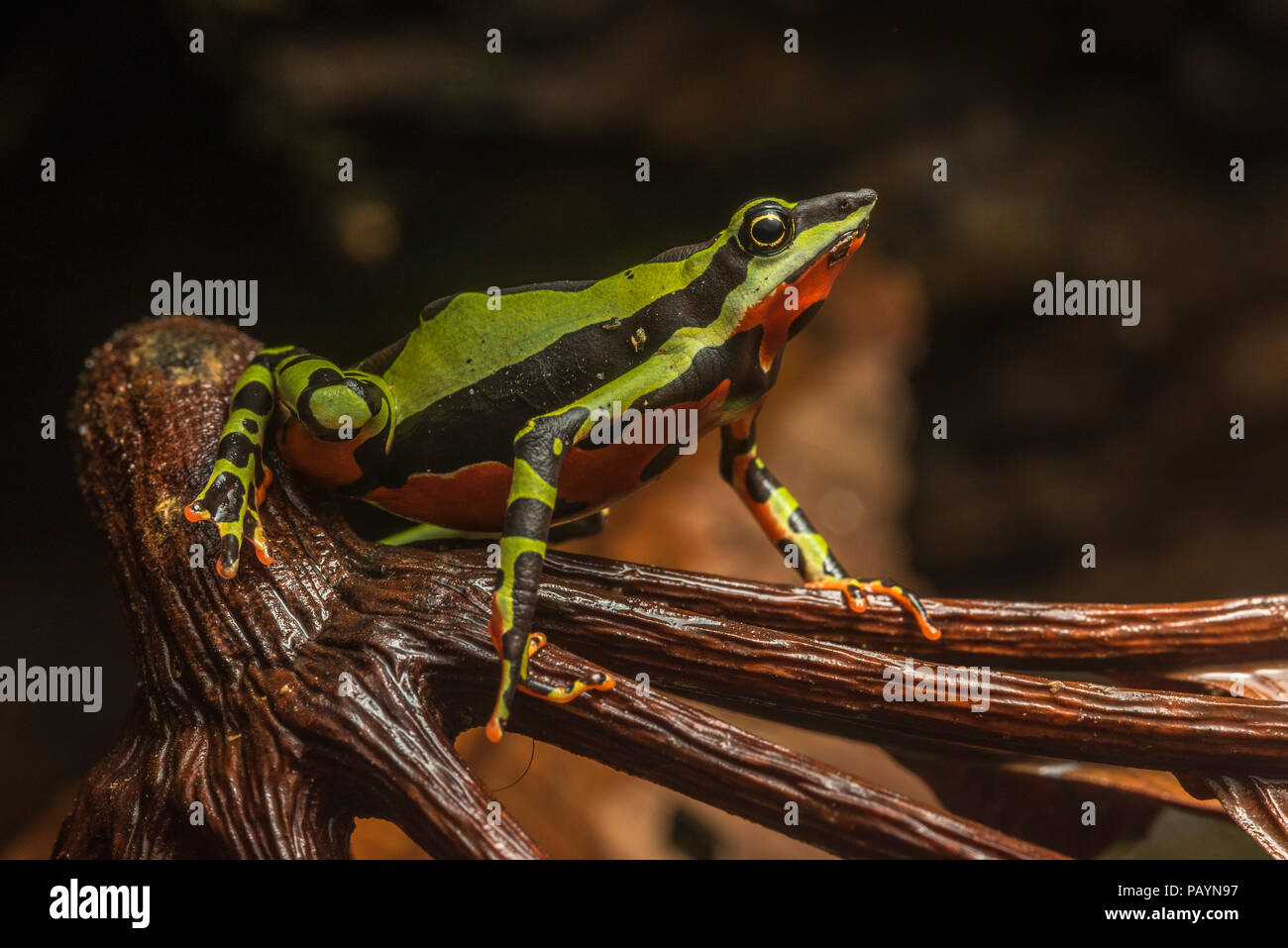 A very rare and critically endangered harlequin toad (Atelopus pulcher) from Peru.  This species has vanished from much of its former range. Stock Photo