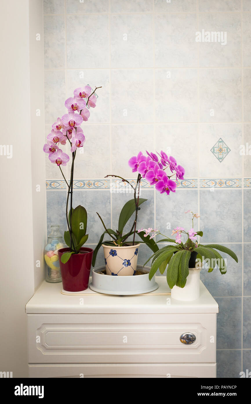 Two Phalaenopsis orchids and a Streptocarpus in a bright indoor location which suits their needs in the UK Stock Photo
