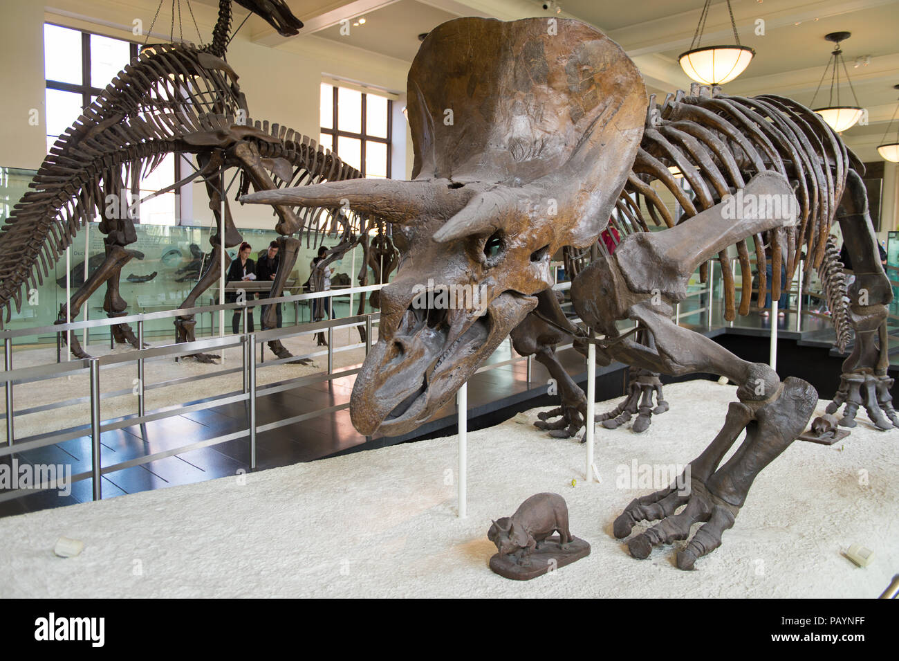 new-york-usa-oct-8-2015-dinosaur-skeleton-at-the-american-museum