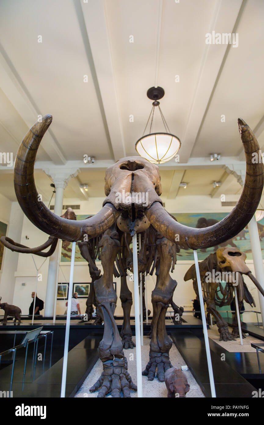 jurassic-world-the-exhibition-in-us-hi-res-stock-photography-and-images