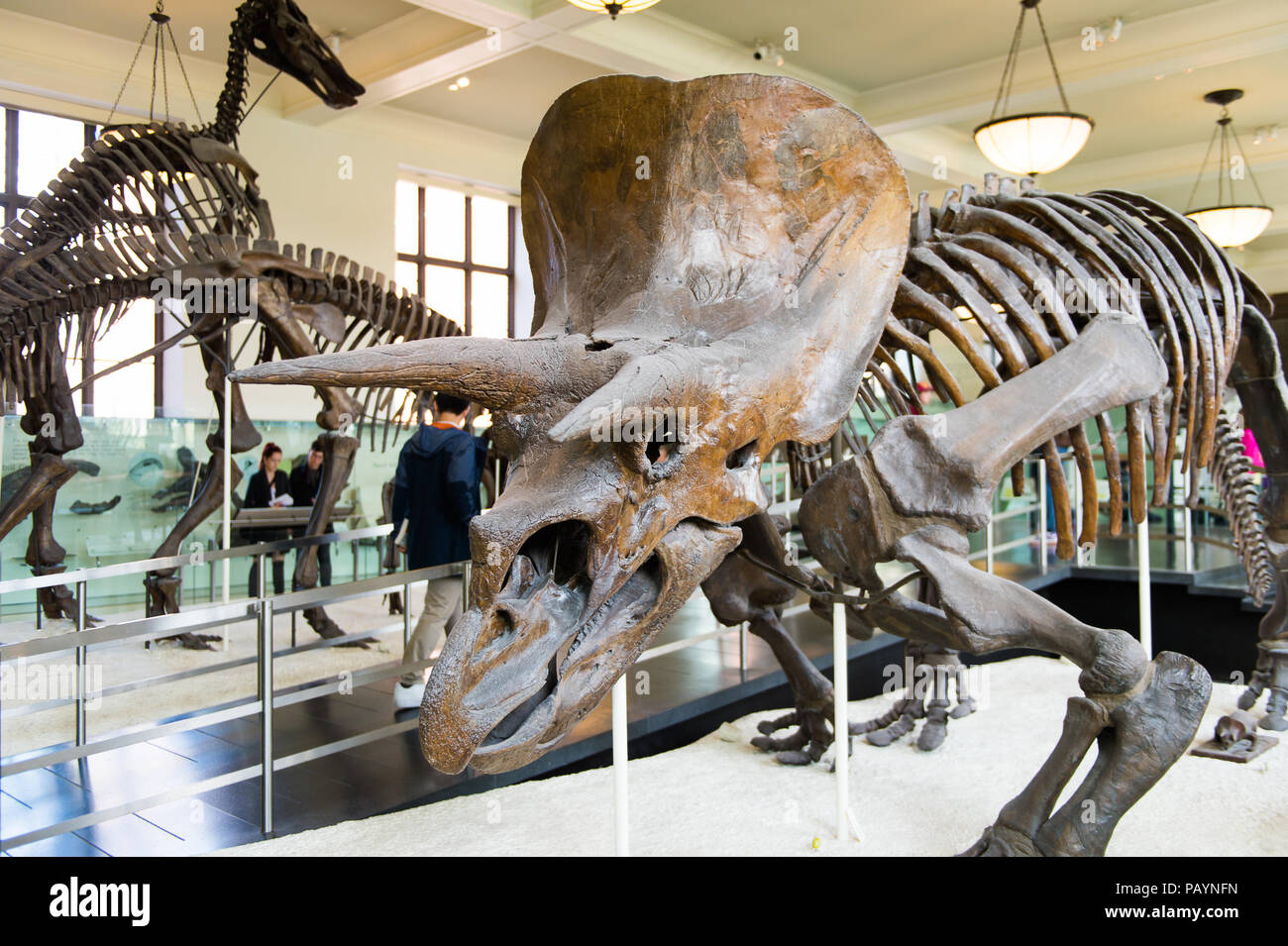 NEW YORK, USA - OCT 8, 2015: Dinosaur skeleton at the American museum ...