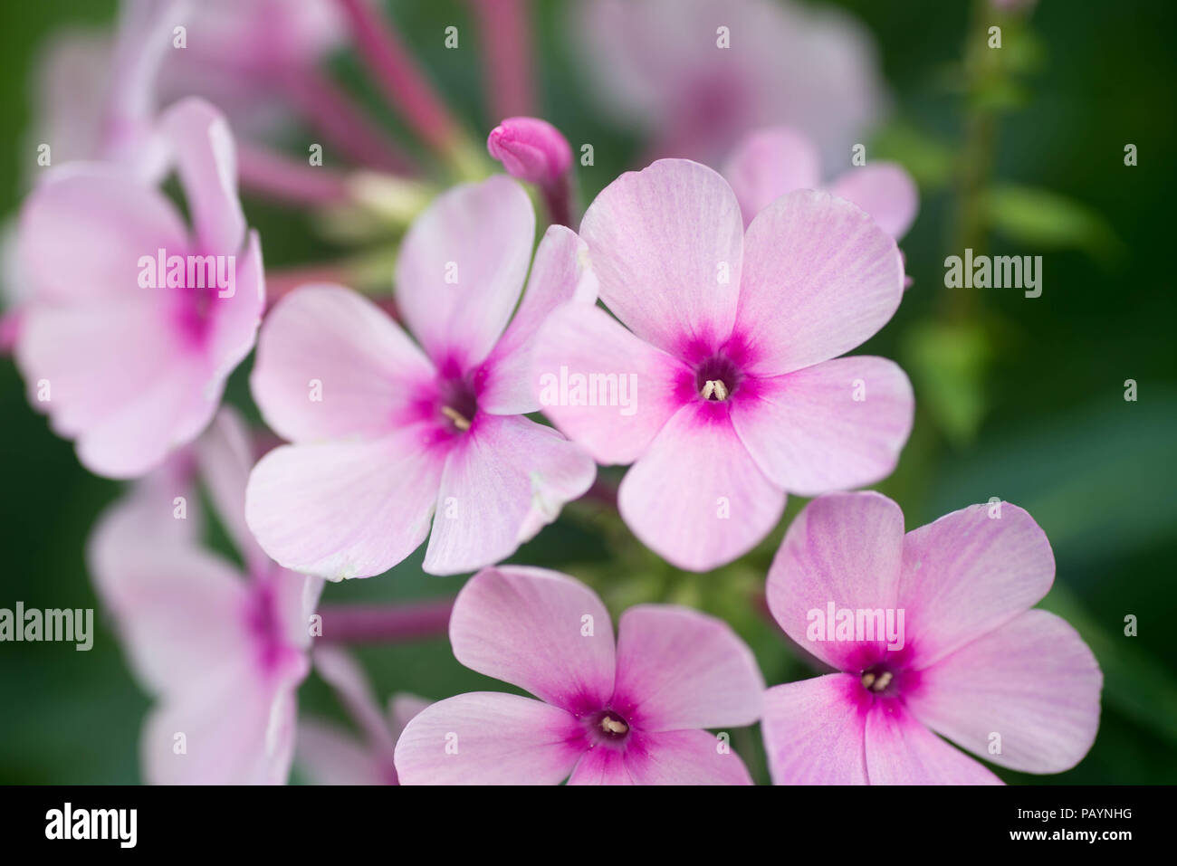 pink phlox flowers macro selective focus Stock Photo