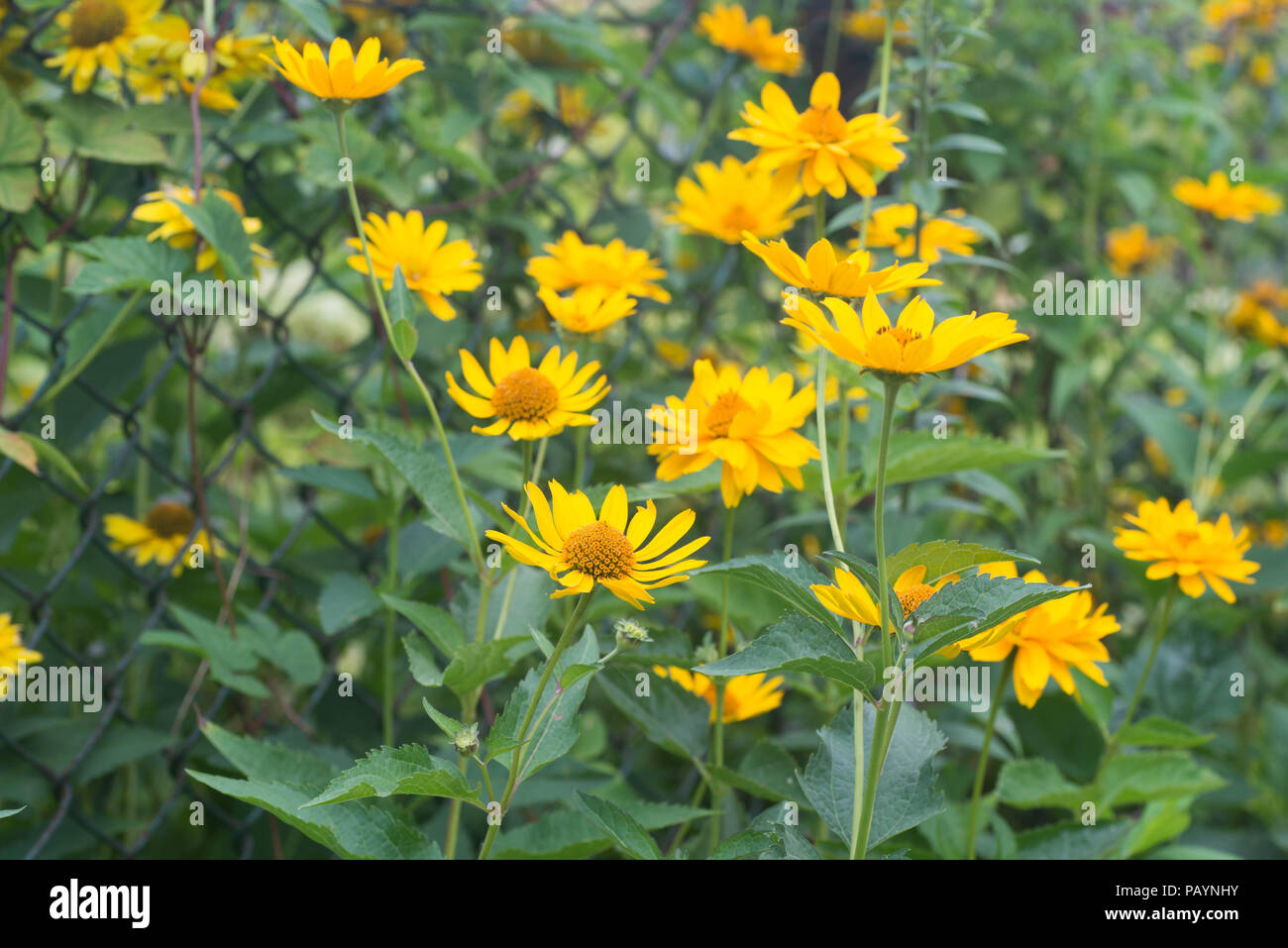jerusalem artichoke helianthus tuberosus yellow flowers Stock Photo