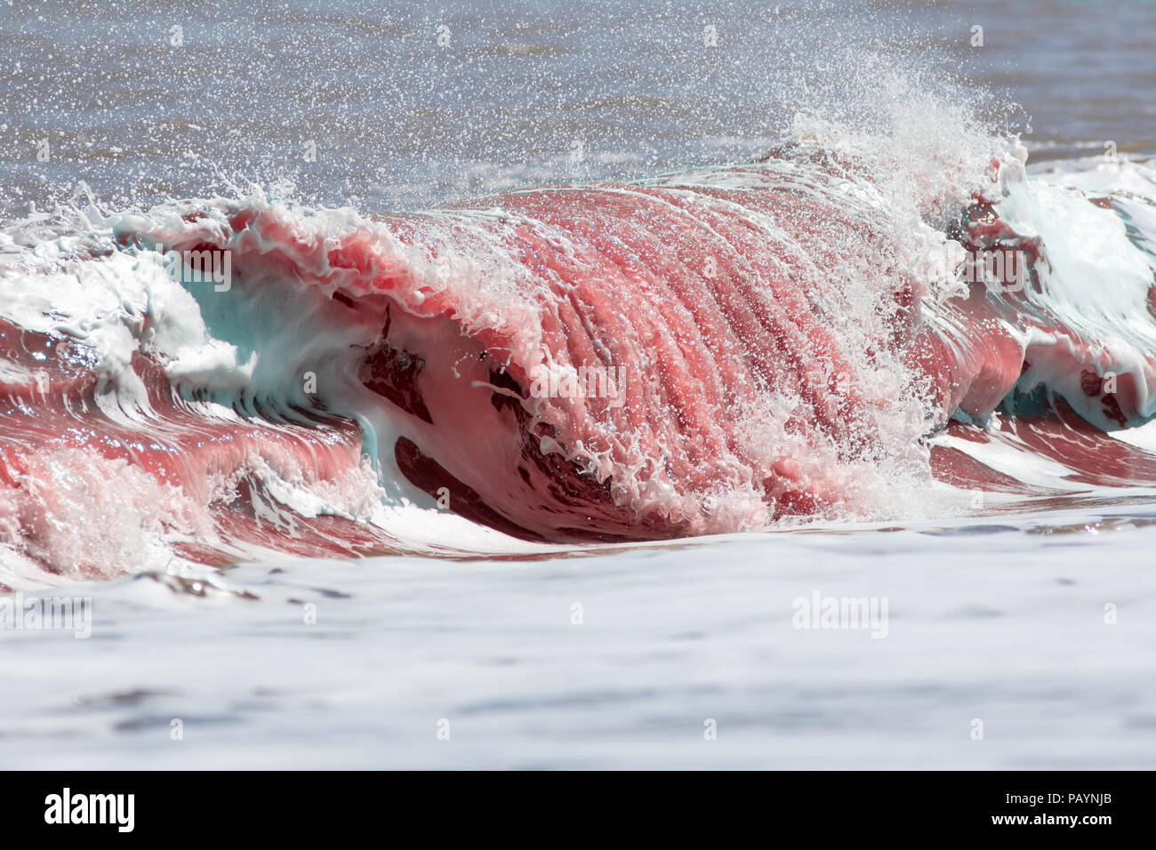 Blood red sea wave. Cause unknown. Possibly shark attack or propellor strike or red algae or seaweed in the ocean water. Stock Photo