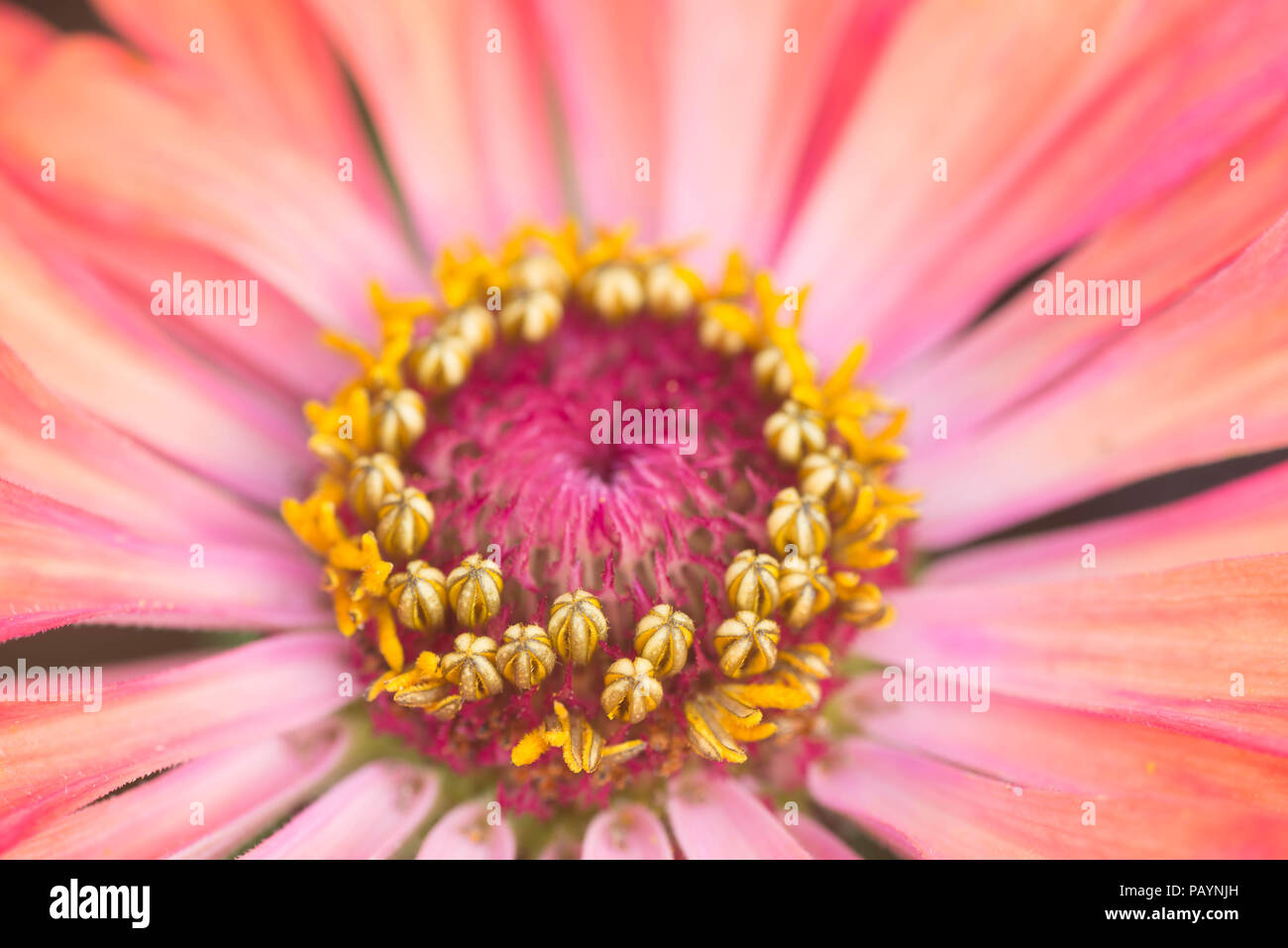 inside pink and yellow garden flower macr Stock Photo