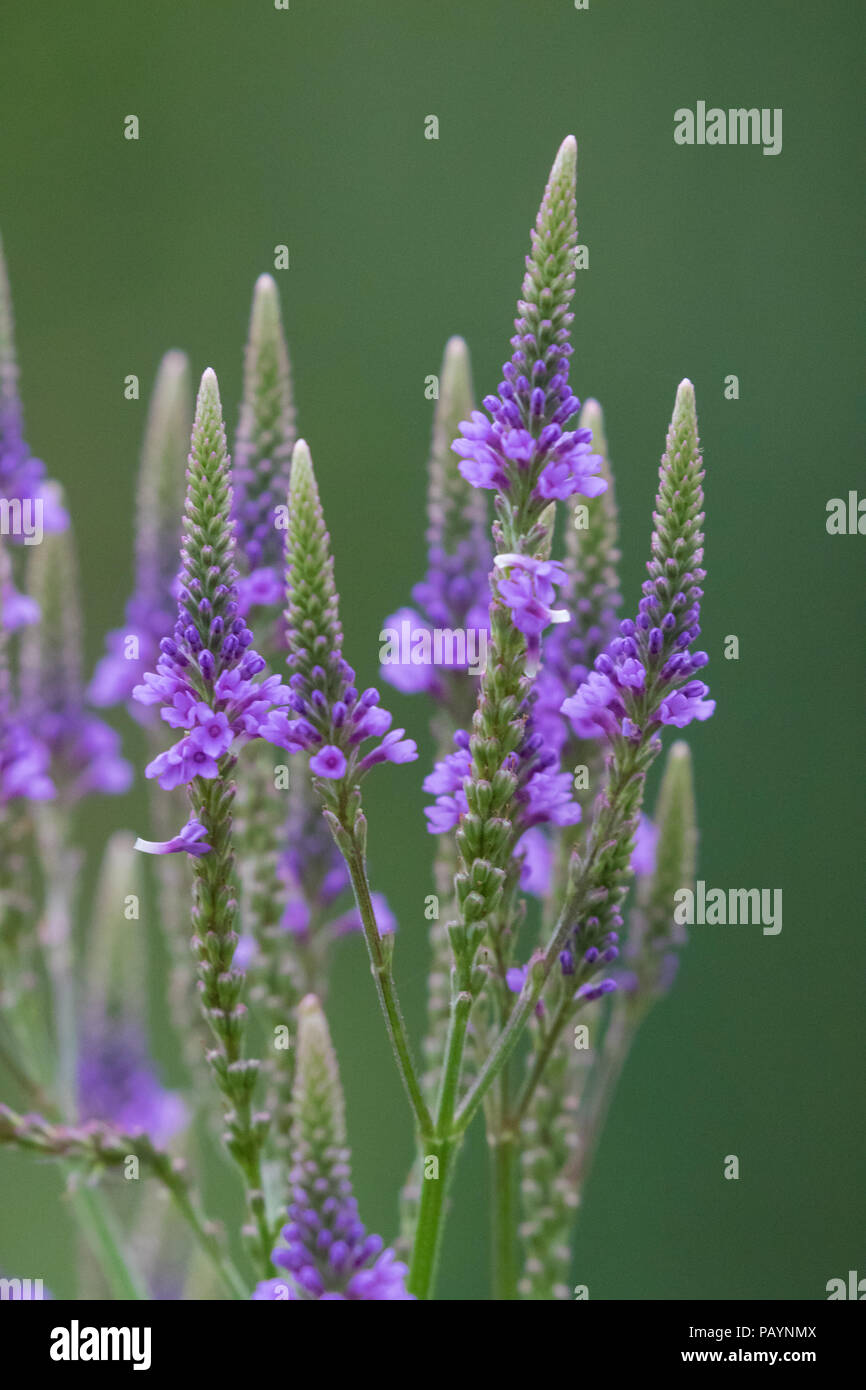 Verveine bleue Banque de photographies et d'images à haute résolution -  Alamy