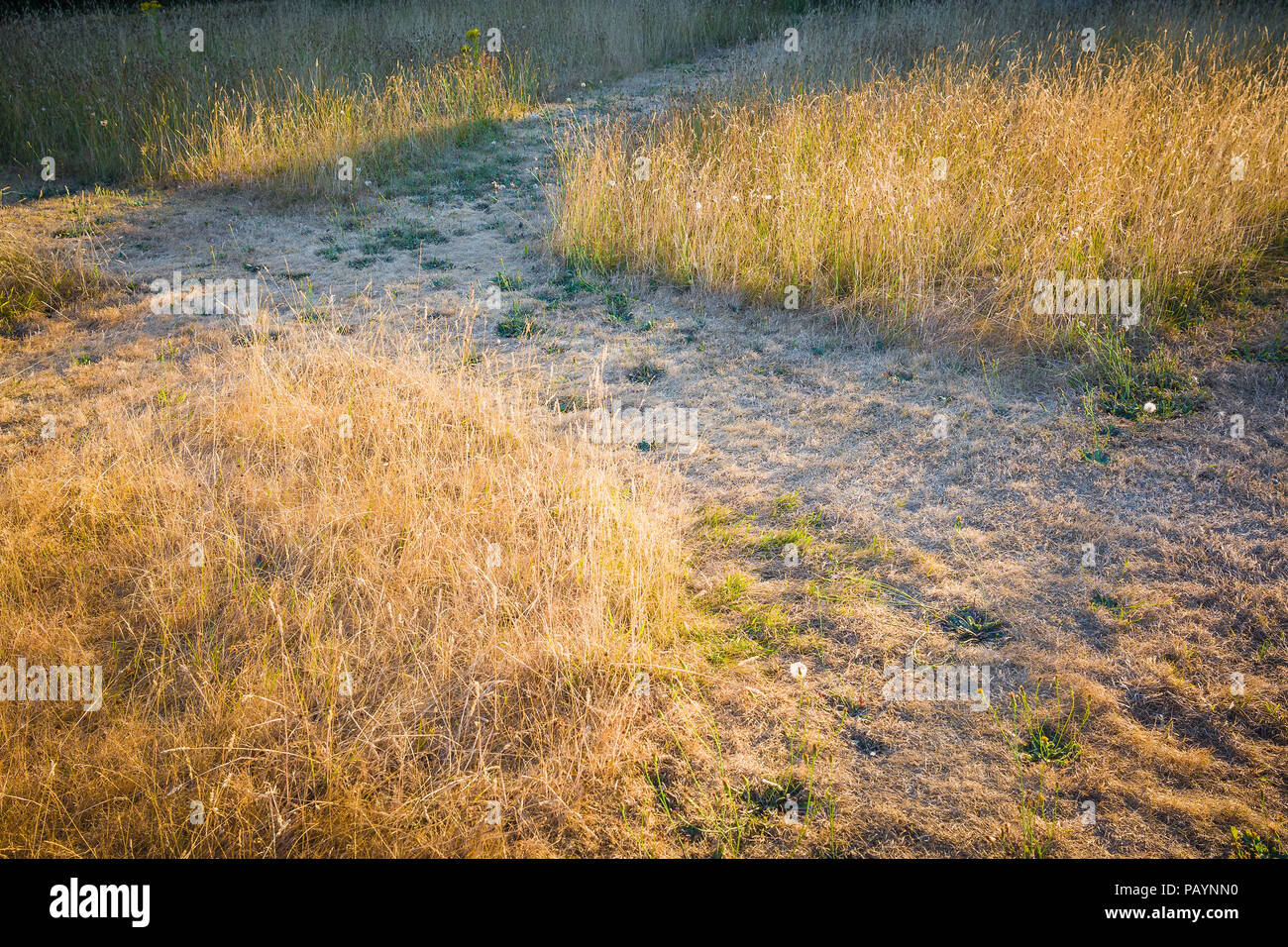 Perennial weeds in an English lawn survive a prolonged heat wave better