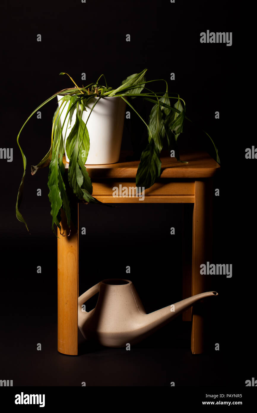 Wilting Peace Lilly house plant with limp leaves needing watering. Dying pot plant on table with watering can against black background. Stock Photo