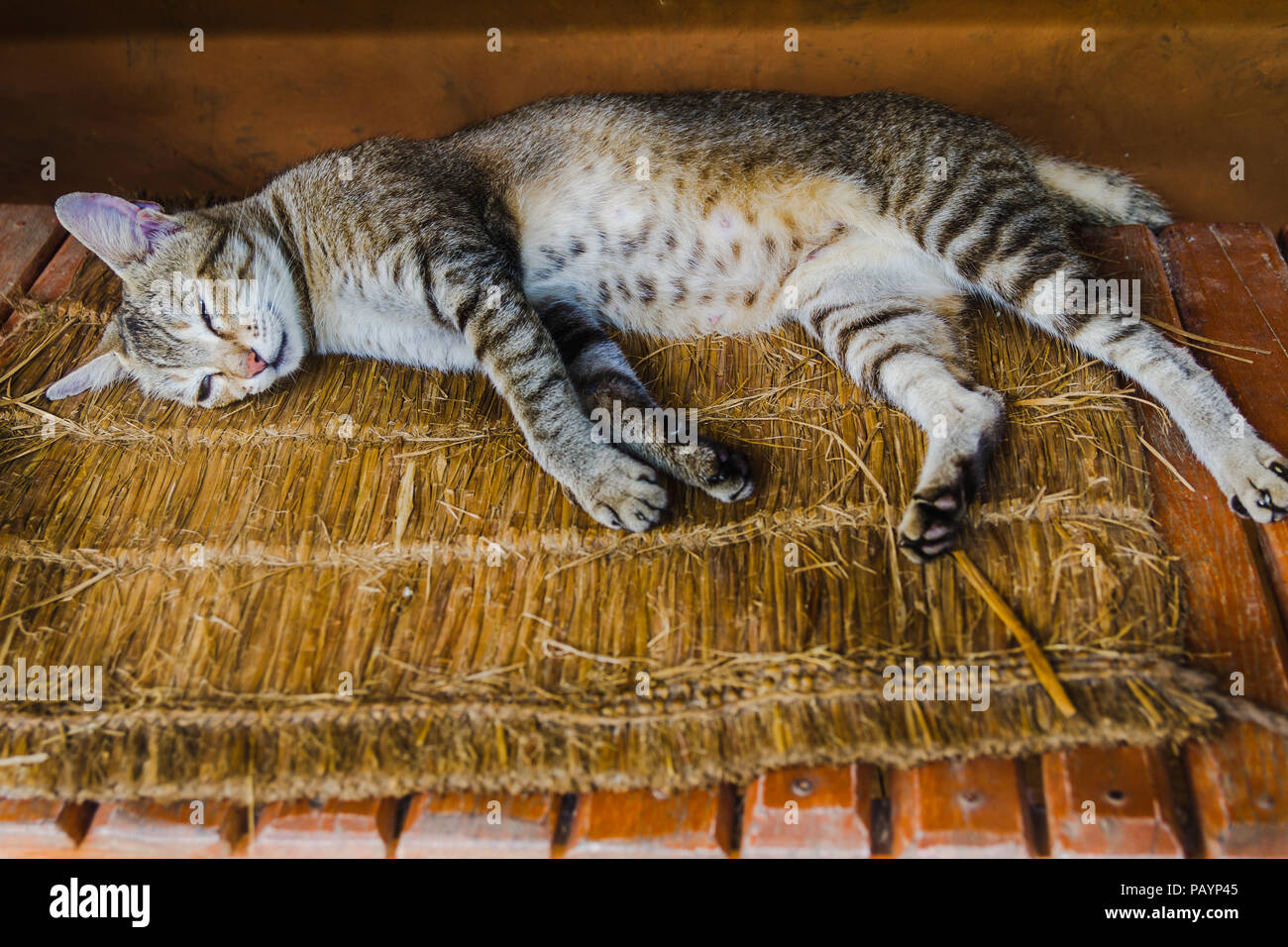 Close up portrait of a cute domestic grey sleeping cat in the rural village of Nepal Stock Photo