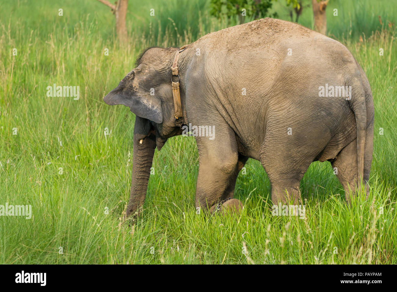 Asian elephant eating grass or feeding in the wild. Wildlife photo in