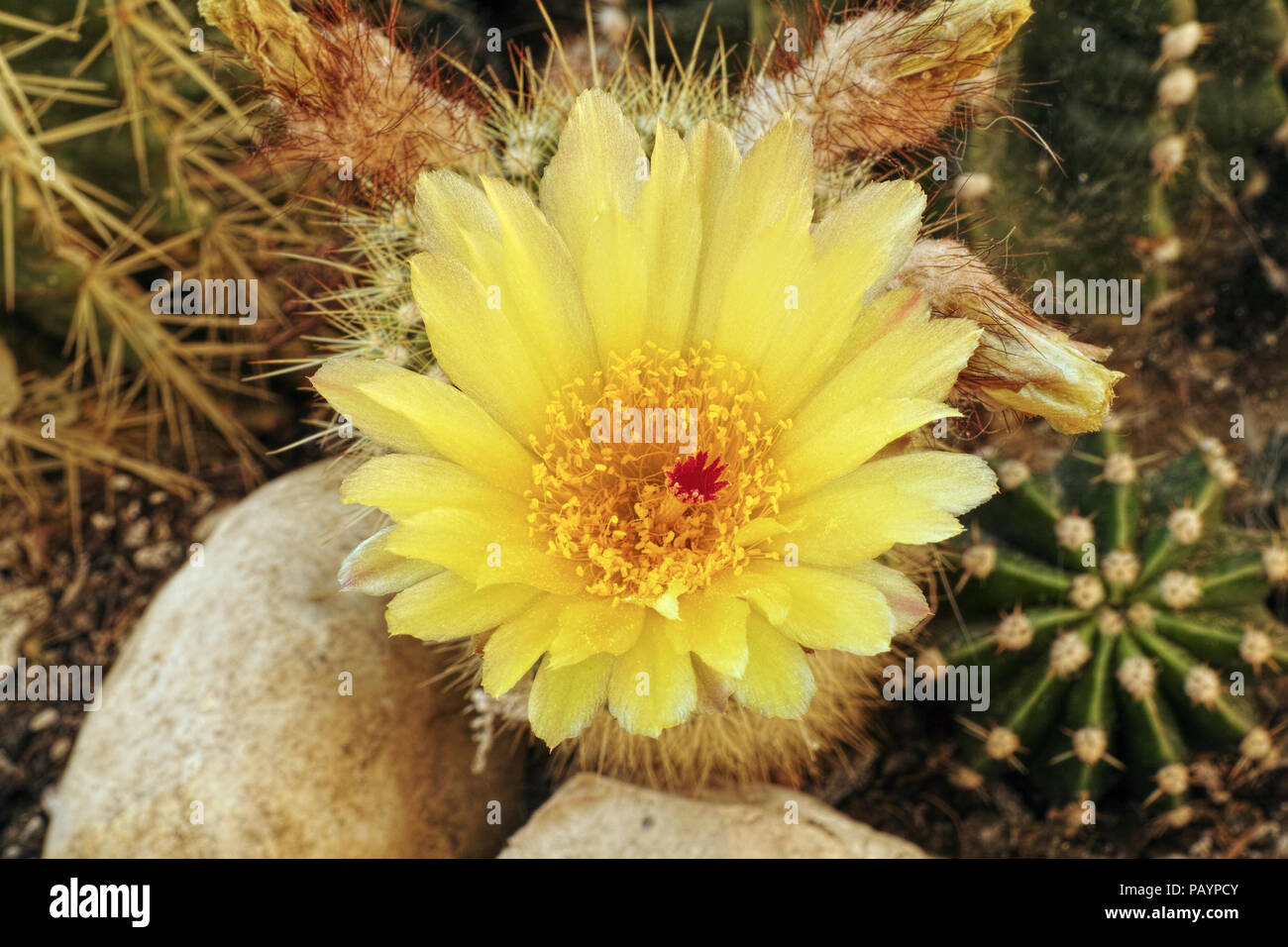 the yellow flower of parodia scopa var. sulphurea Stock Photo