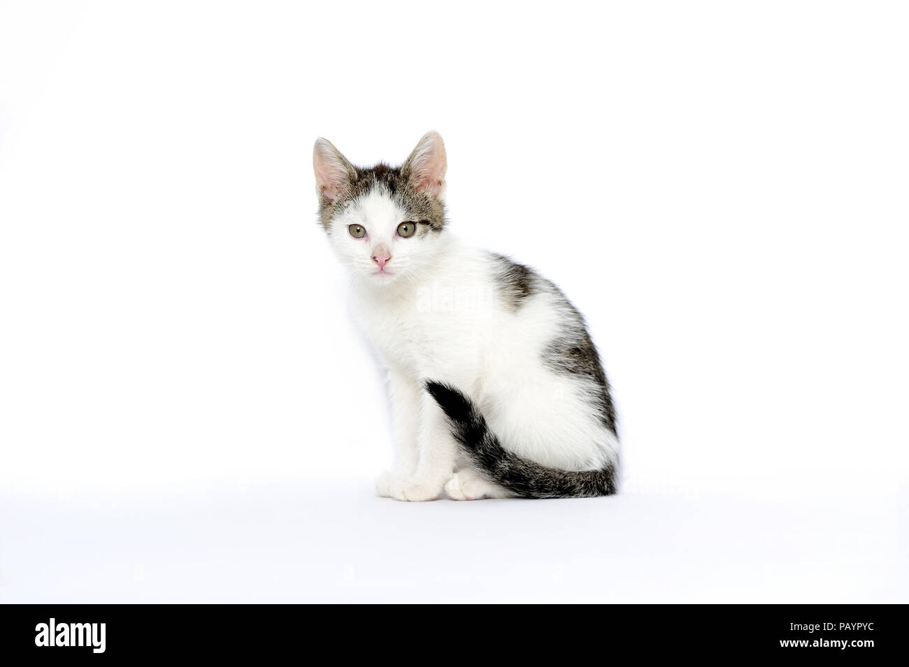 animals, cat, ear, emotion, empty, expression, eyes, young, domestic, domestic animal, domestic cat, domestic cats, natur, wildlife, Stock Photo