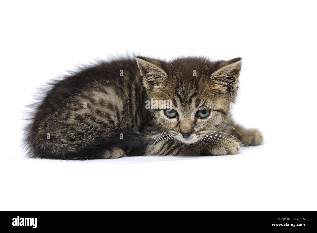 animals, cat, ear, emotion, empty, expression, eyes, young, domestic, domestic animal, domestic cat, domestic cats, natur, wildlife, Stock Photo