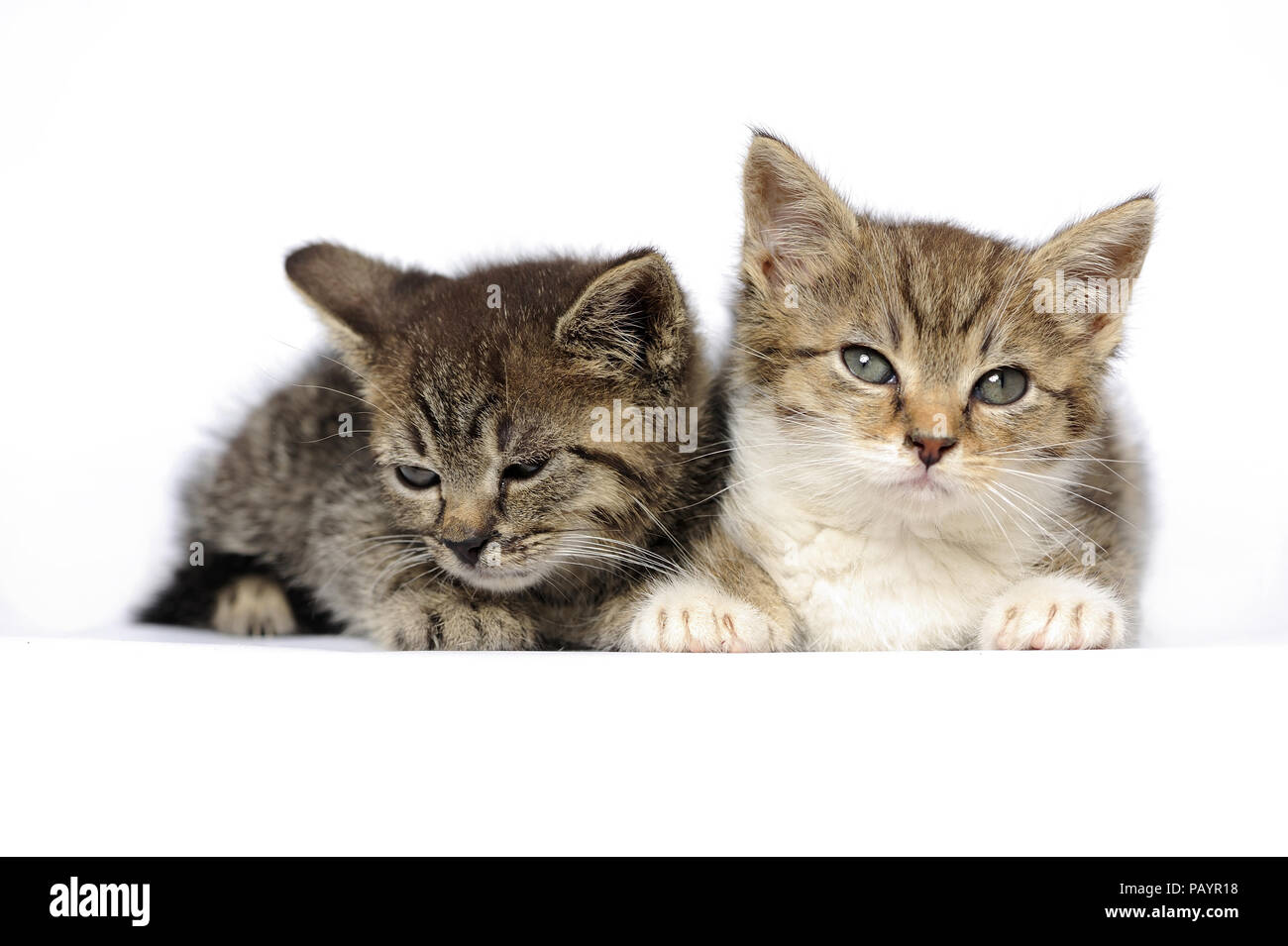 animals, cats, ear, emotion, empty, expression, eyes, young, domestic, domestic animal, domestic cat, domestic cats Stock Photo