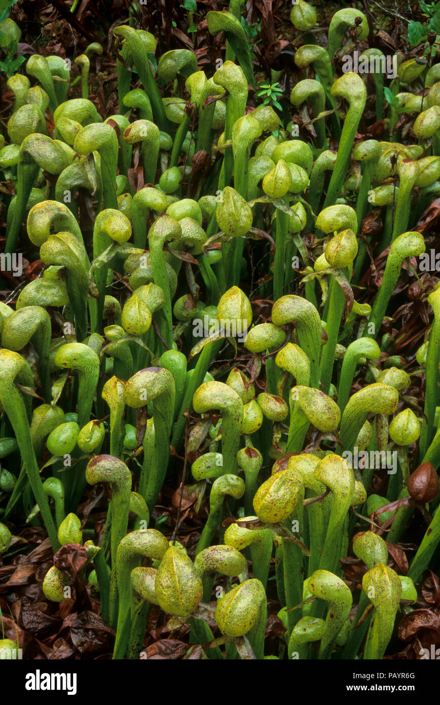 Pitcher plant, Darlingtonia State Botanical Wayside, Oregon Stock Photo