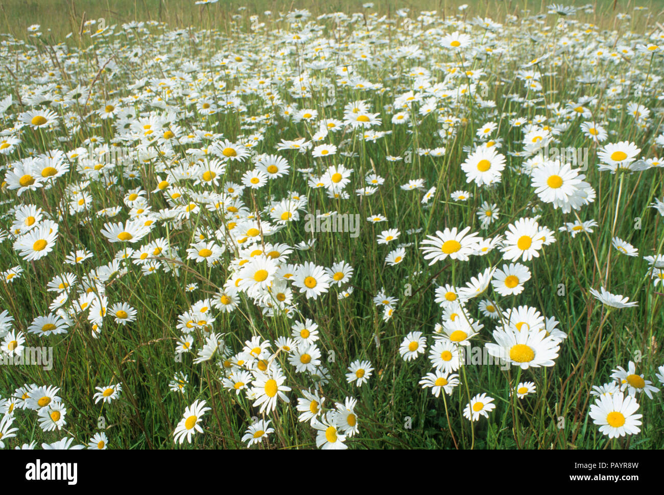 Daisy meadow, Willamette Mission State Park, Oregon Stock Photo Alamy