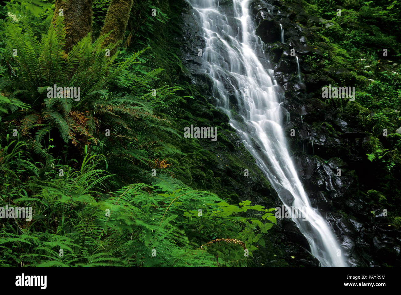 Bridge Creek Falls, Tillamook State Forest, Oregon Stock Photo