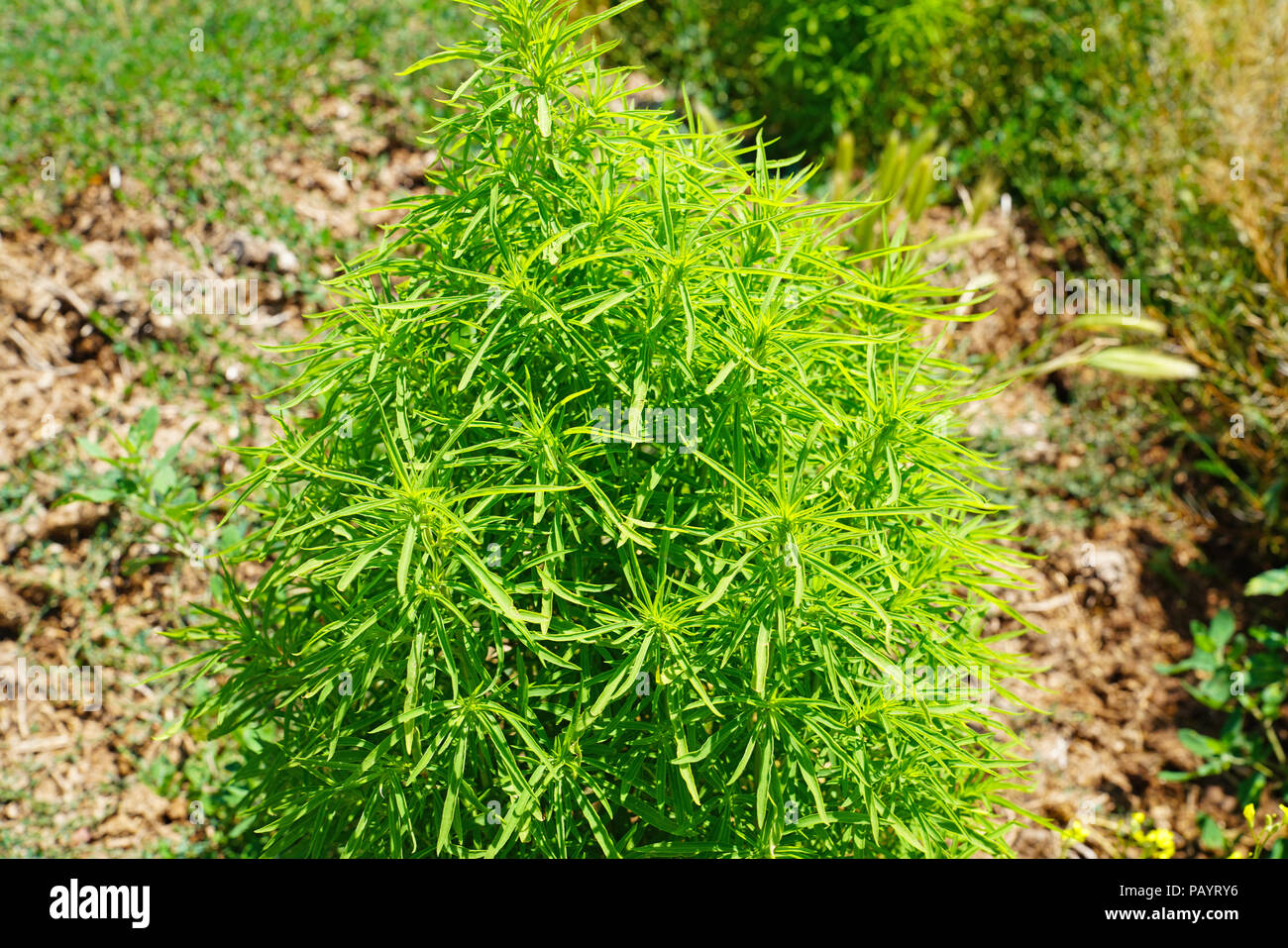Kochia, (Green leaves) or Bassia scoparia plant Stock Photo