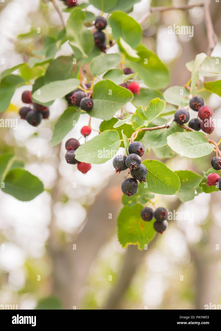 Clusters of wild ripe saskatoon berries on branch in summer Stock Photo