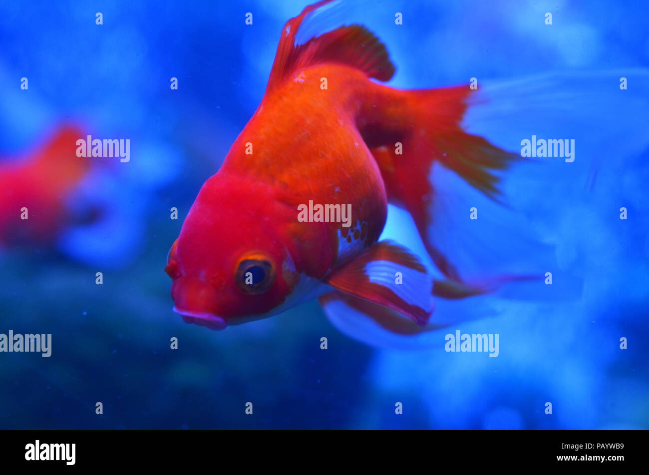 Red (golden) fish in water behind stones and algae, photo close-up Stock  Photo - Alamy