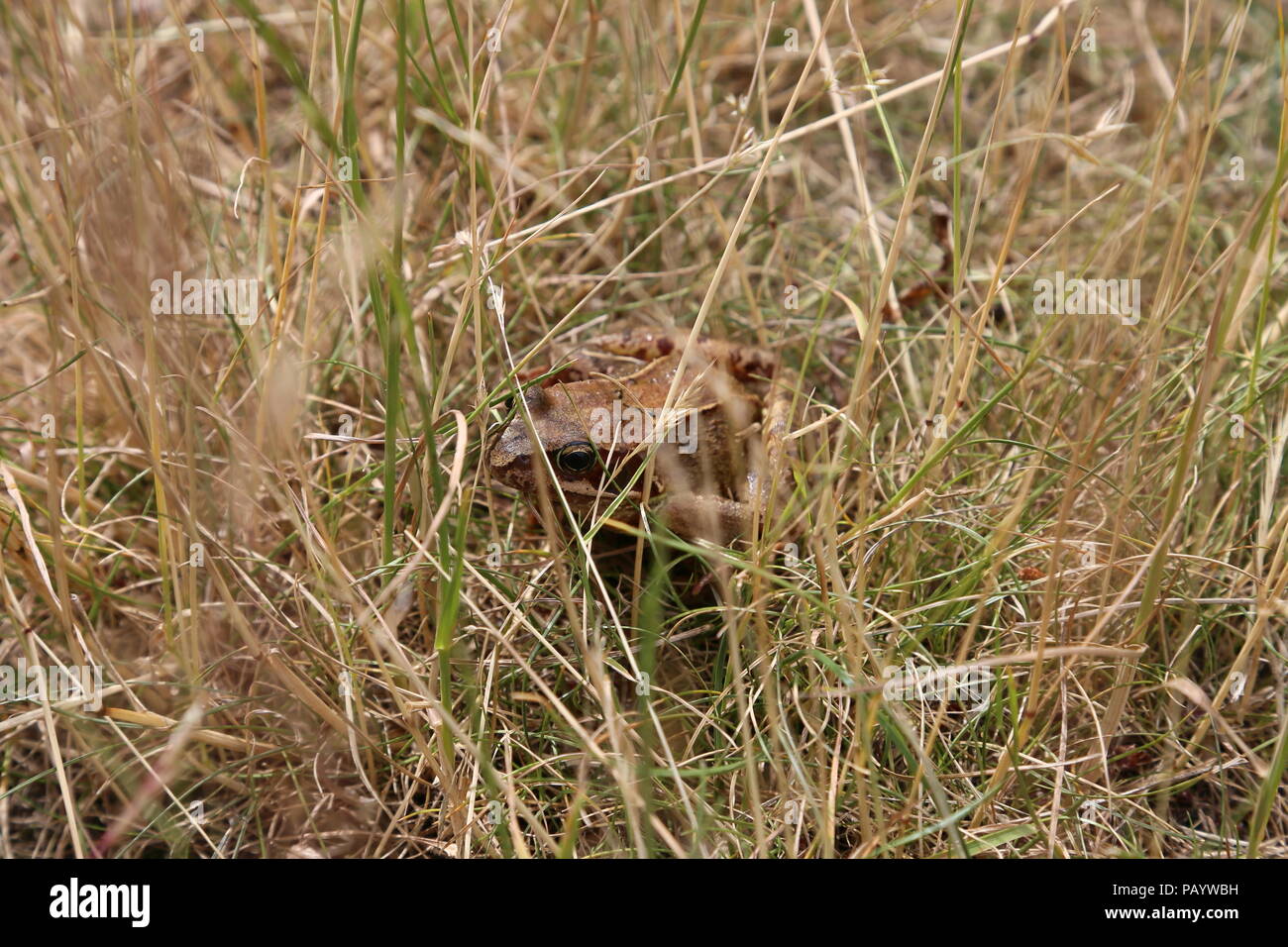 Common Frog (Rana temporaria), Center Parcs Woburn Forest, Fordfield Road, Bedford, Bedfordshire