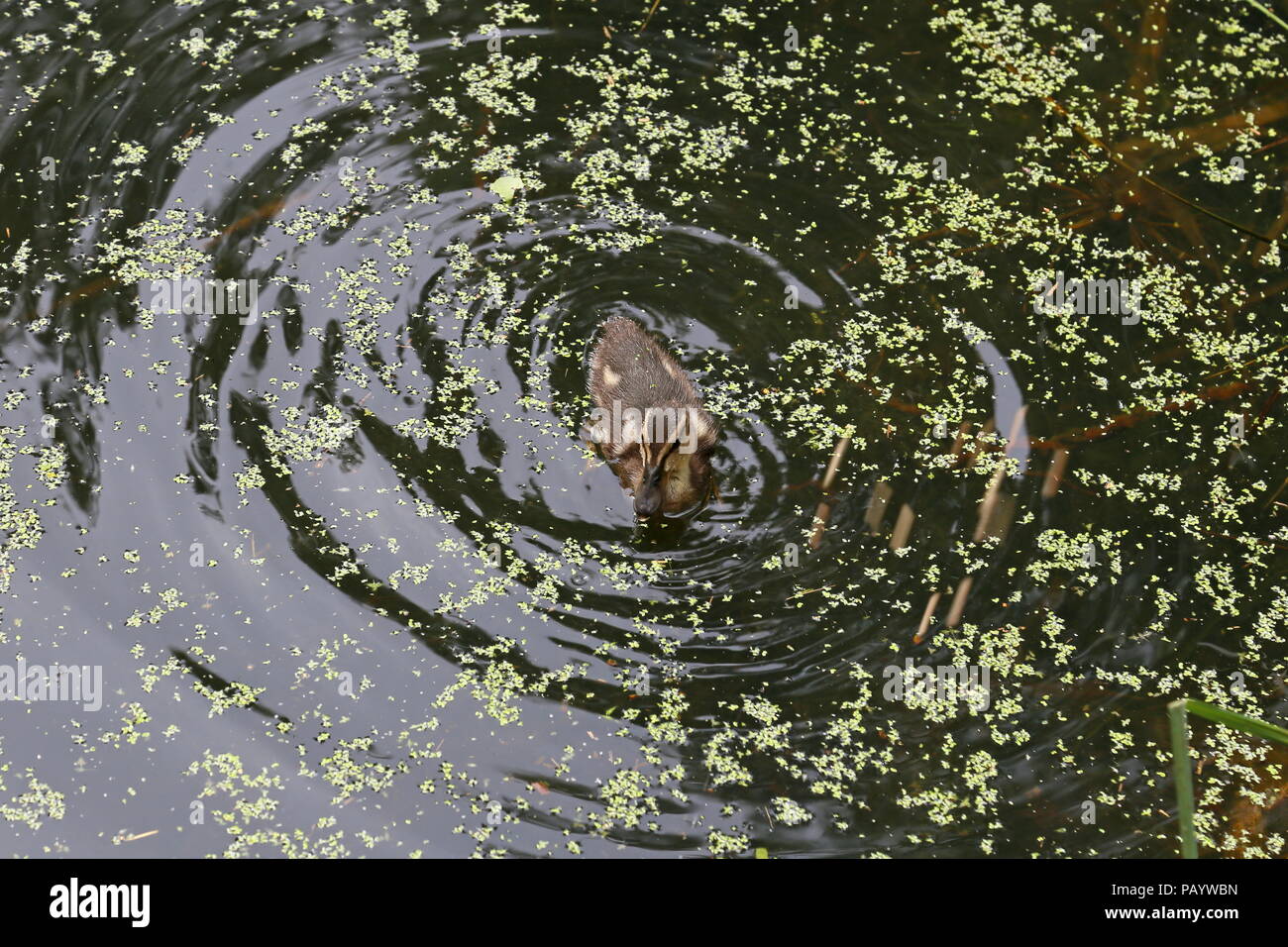 Mallard duckling (Anas platyrhynchos), Nature Area, Center Parcs Woburn Forest, Bedfordshire, England, Great Britain, United Kingdom, UK, Europe Stock Photo