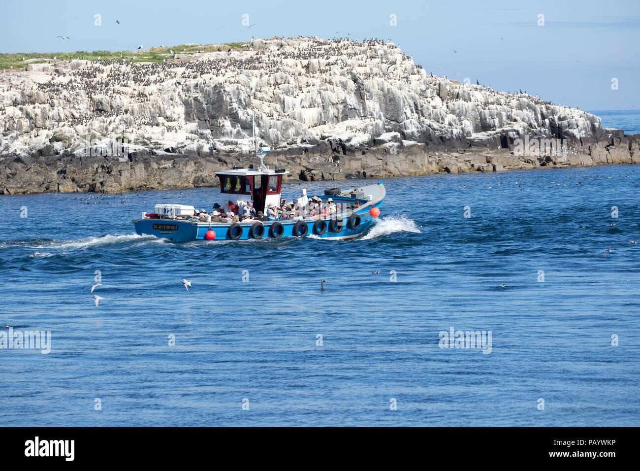 Tourists on boat viewing bird colonies Farne Islands Nortumberland UK Stock Photo