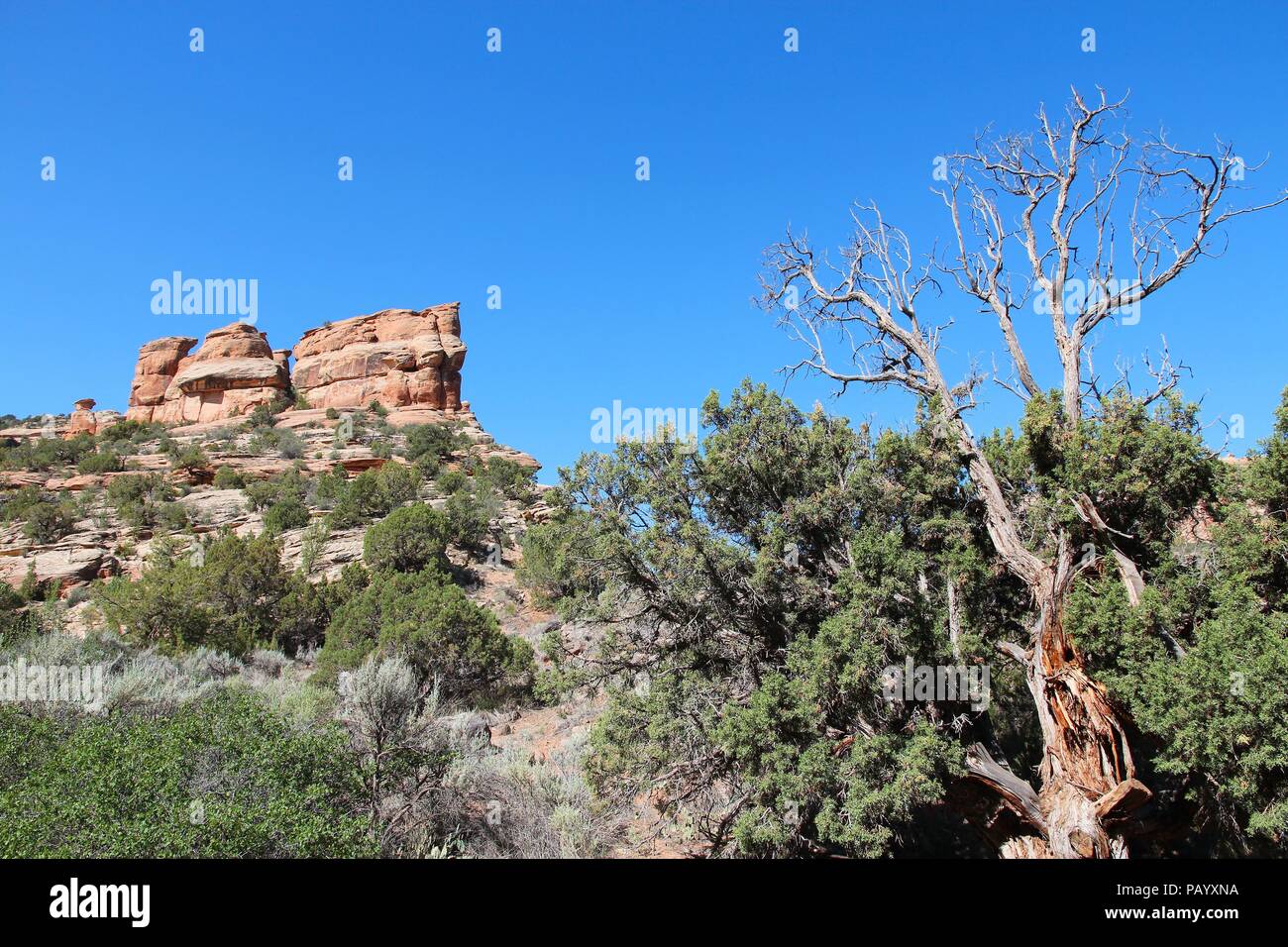 Colorado National Monument in the United States. Part of National Park Service. Pinyon Pine tree (Pinus edulis) next to Monument Canyon rim trail. Stock Photo