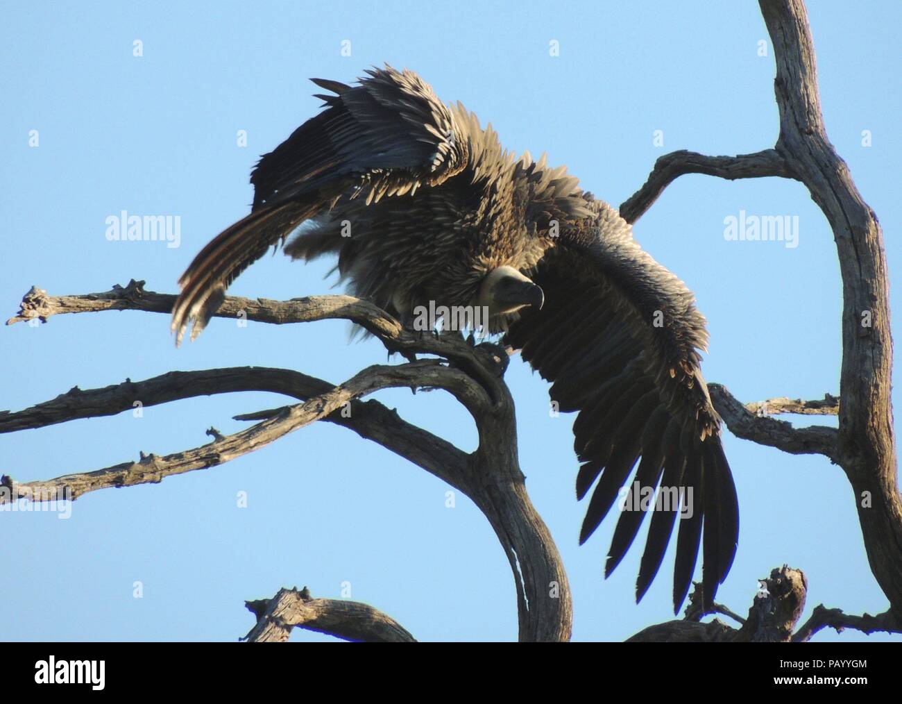 Vulture spreading its wings on a dead tree watching the surroundings Stock Photo