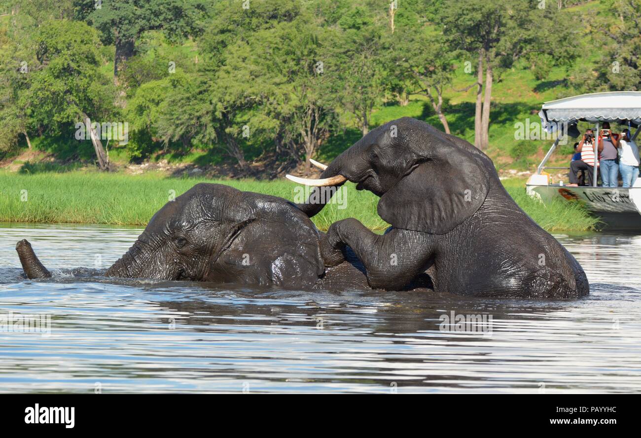 Two grown elephants swimming and playing in Chobe National Park with tourists on a boat in the background Stock Photo