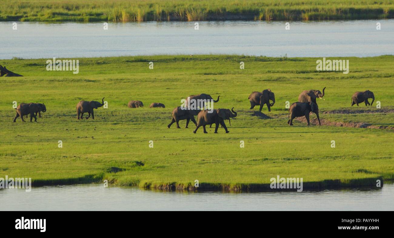 Elephant herd walking on an island with their trunks showing Stock Photo