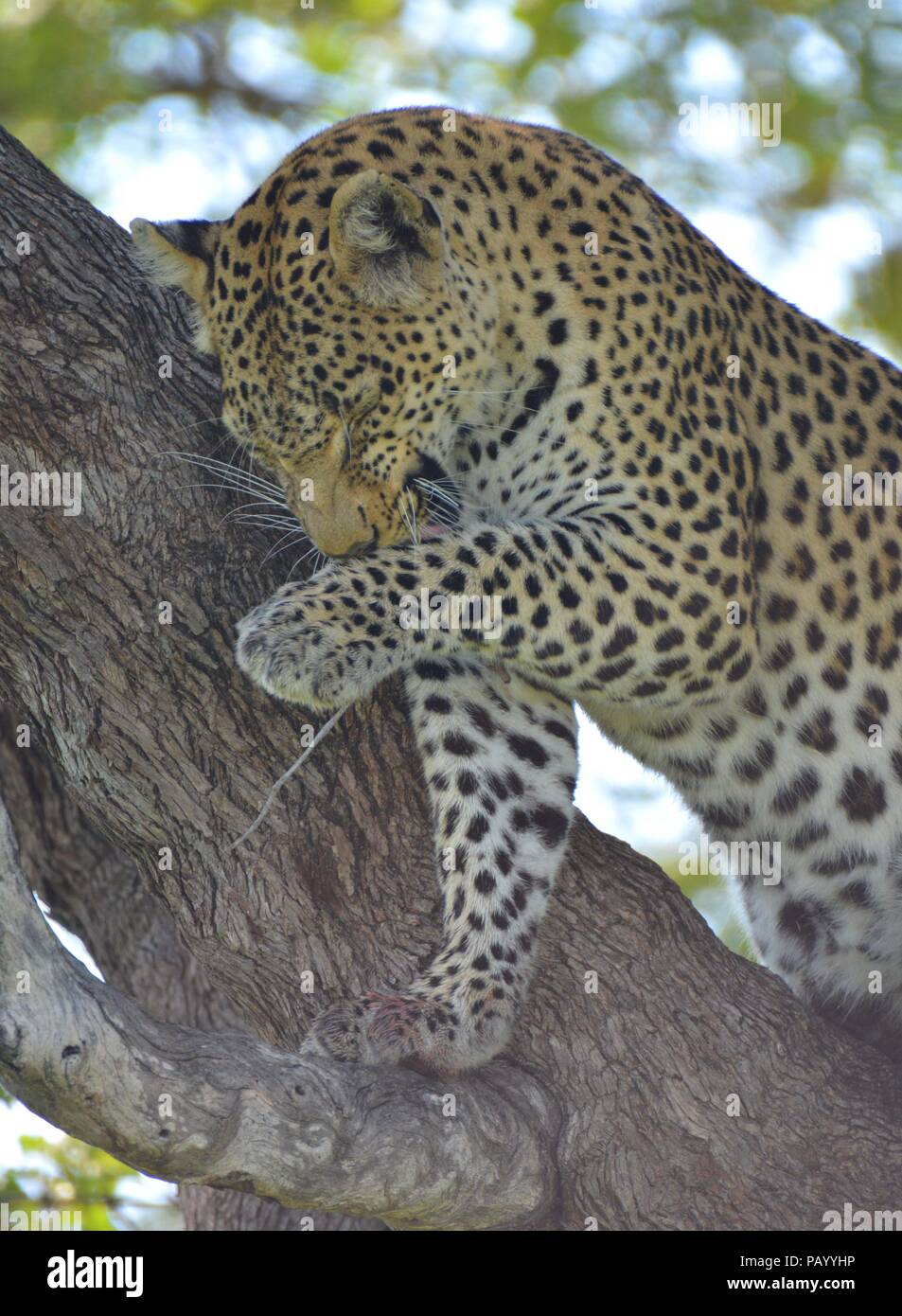 Leopard licking its paw after hunting down a bird Stock Photo