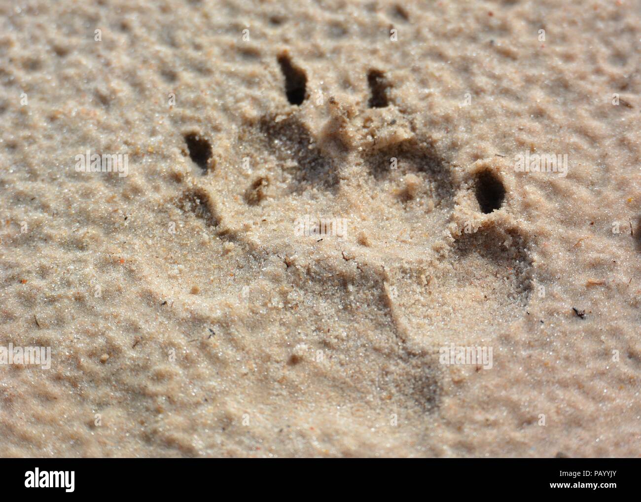 Lions footprint in the sand on a Safari trough Botsuana Stock Photo