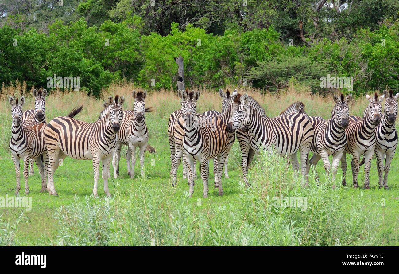 A herd of zebras looking into the camera in Botsuana Stock Photo
