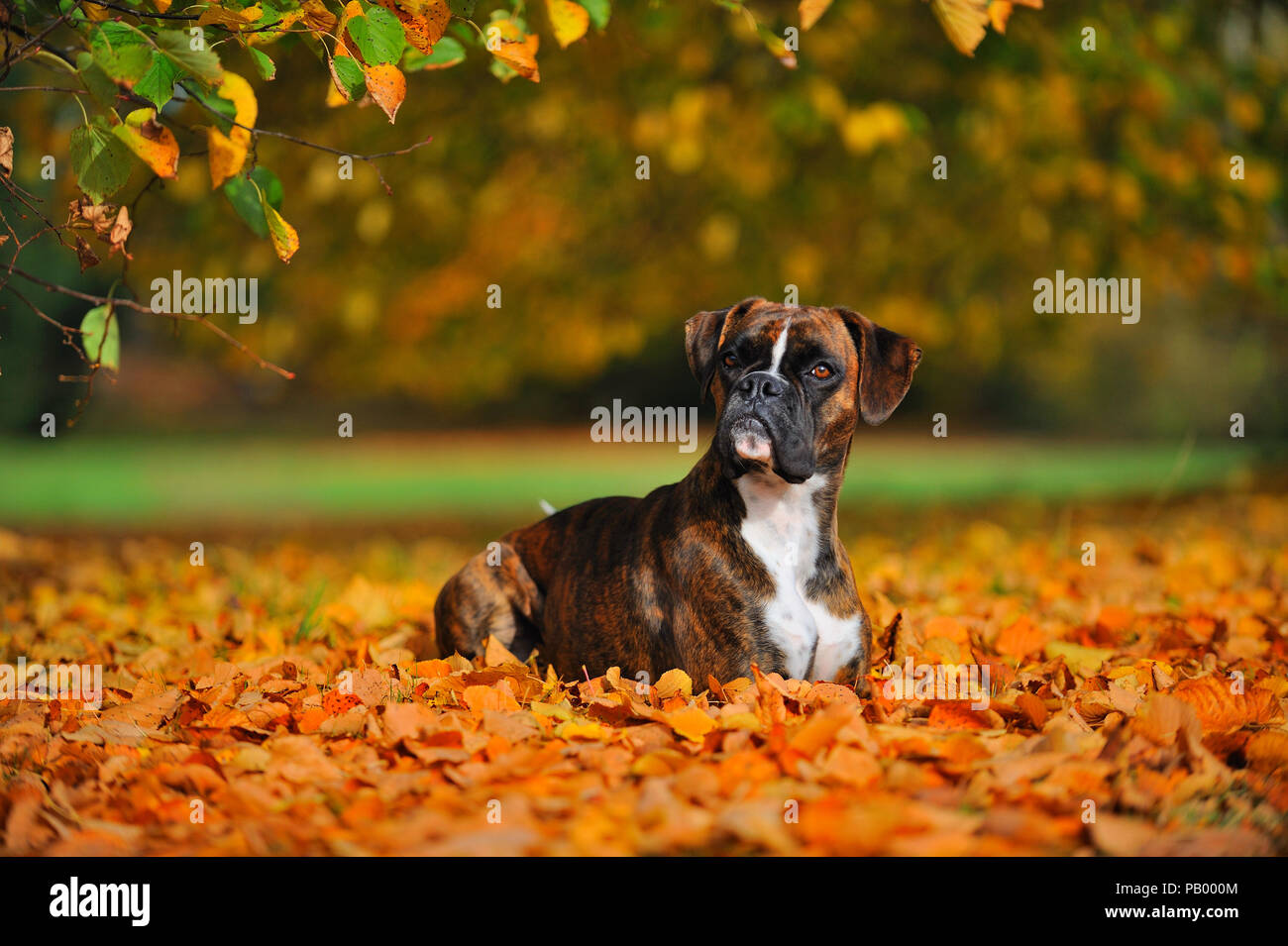 german boxer dog Stock Photo Alamy