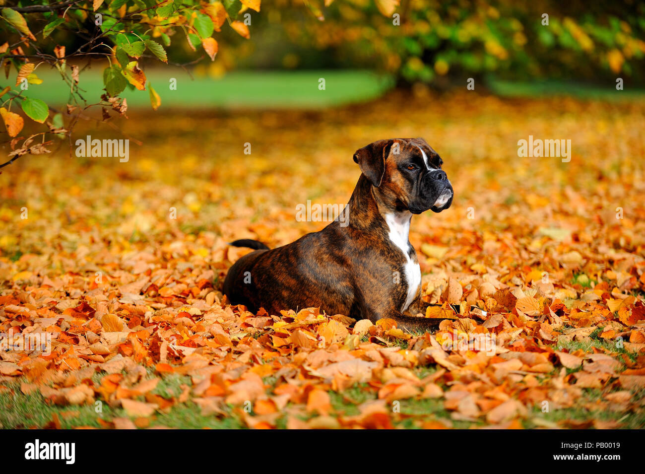german boxer dog Stock Photo - Alamy